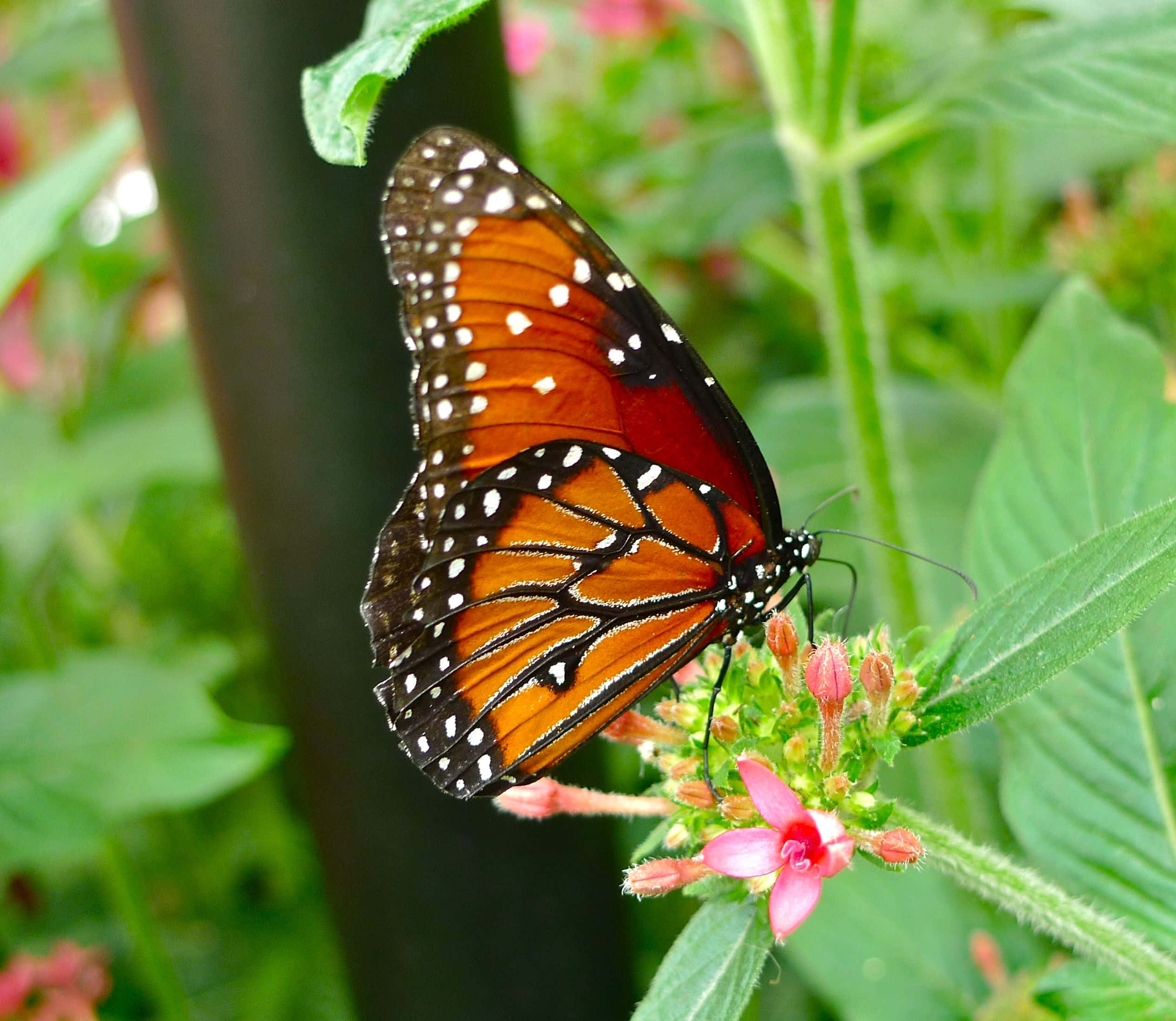 Butterfly Profile 桌布 壁紙 — 一隻橙色翅膀帶白色斑點的帝王蝶，輕輕停在一朵被茂密綠葉環繞的粉紅色花朵上。