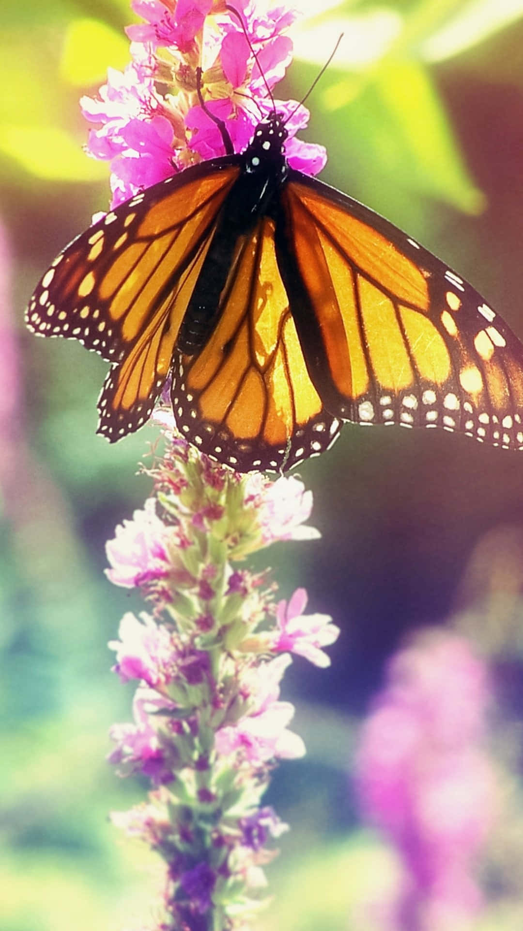 Monarch Butterfly 桌布 壁紙 — 一隻橙色翅膀的帝王蝶輕輕停在一簇粉紅色花朵上，背景是柔和模糊的綠色。
