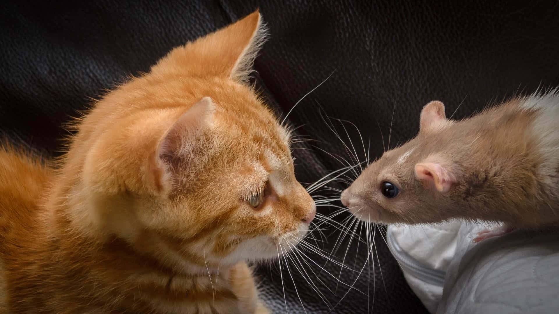 Silly Cat 桌布 壁紙 — 一隻橙色虎斑貓和一隻棕色老鼠在深色紋理沙發上鼻對鼻，處於安靜的時刻。