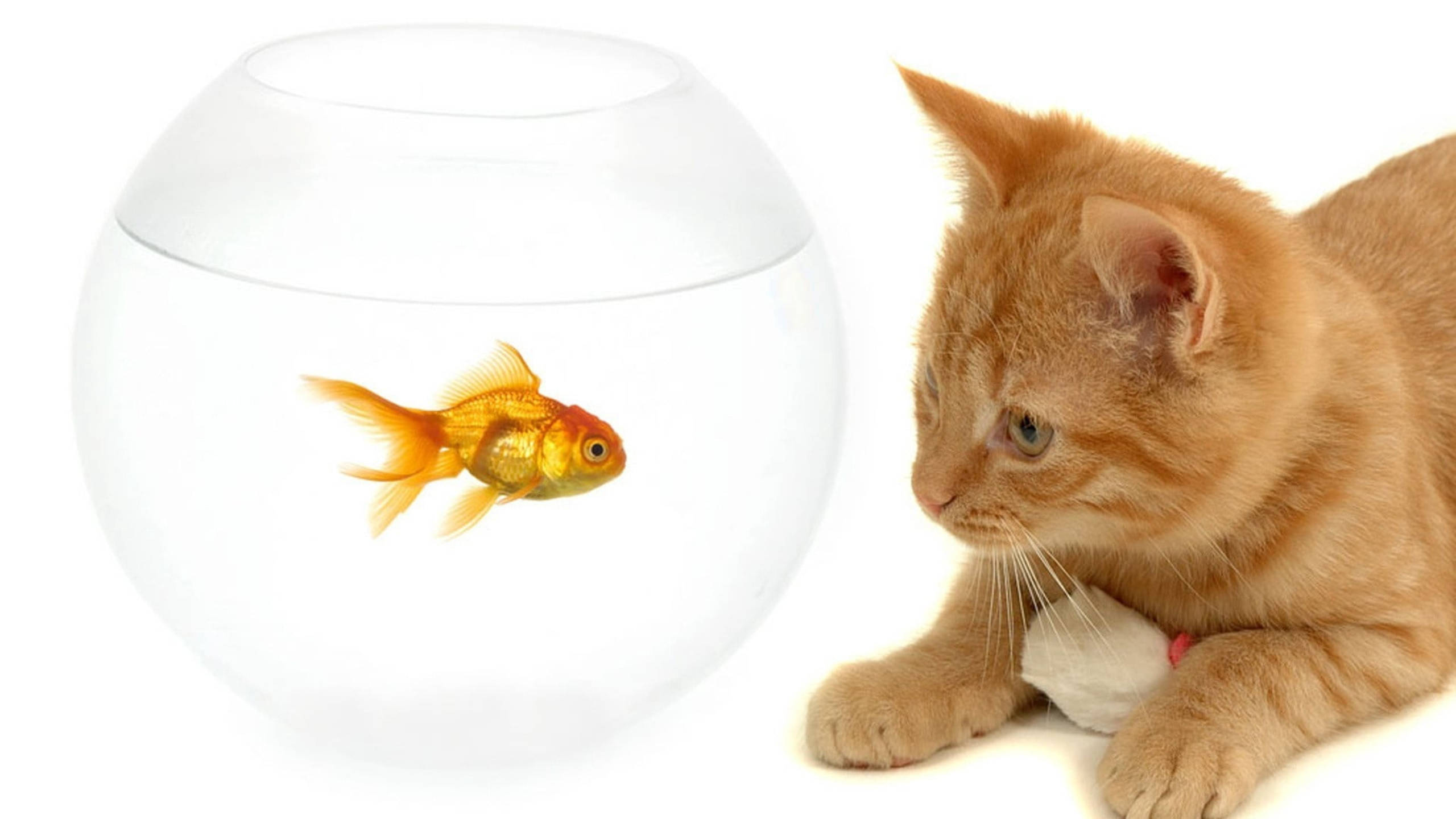 Goldfish 桌布 壁紙 — 一隻橙色虎斑貓好奇地看著一條金魚在白色背景前的透明圓碗中游動。