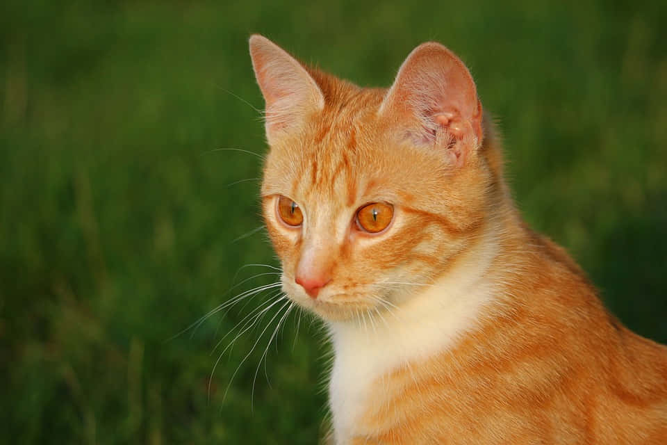 Red Cat 桌布 壁紙 — 一隻橙色虎斑貓的特寫，擁有引人注目的琥珀色眼睛，在柔和的綠色草地背景下專注地凝視。
