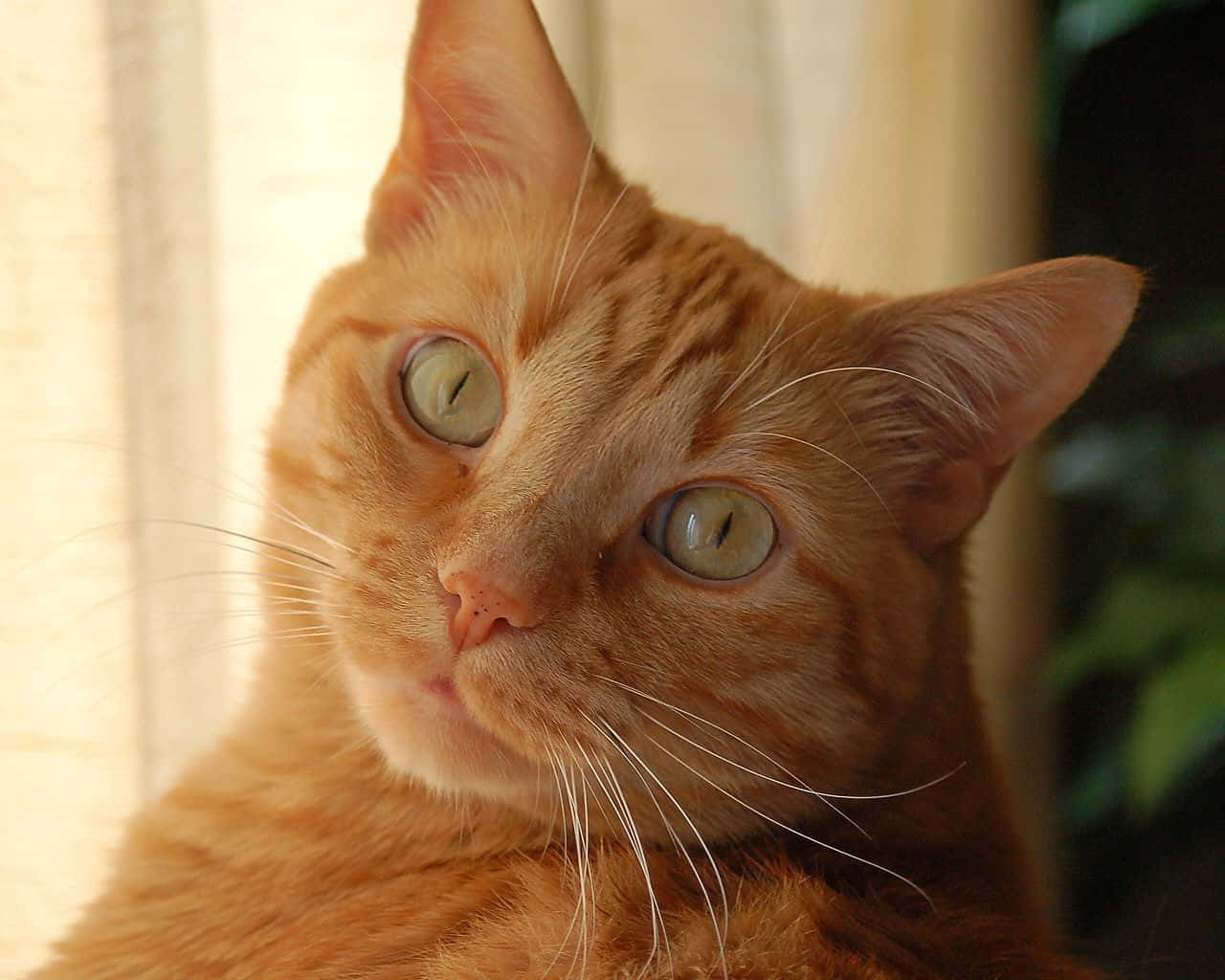 Tabby Cat 桌布 壁紙 — 一隻橙色虎斑貓的特寫，擁有引人注目的綠色眼睛，在柔和自然光線中向上凝視。