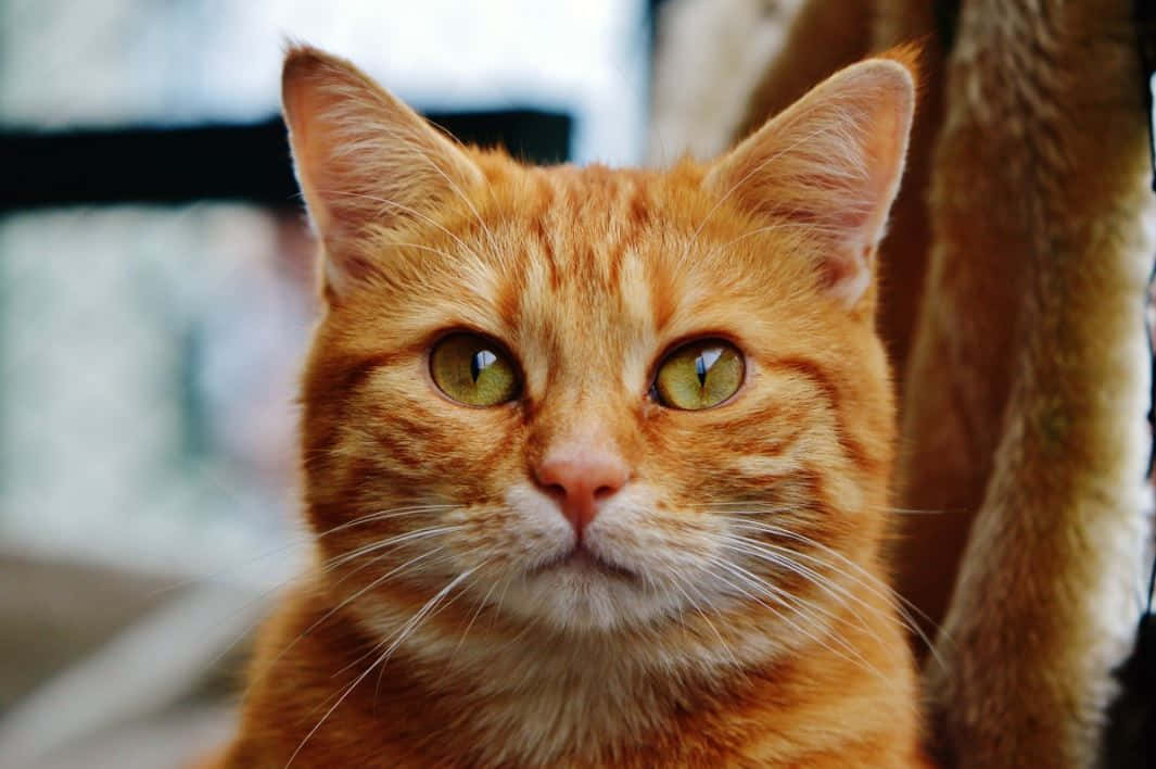 Red Cat 桌布 壁紙 — 一隻橙色虎斑貓的特寫，擁有引人注目的綠色眼睛，直視鏡頭。