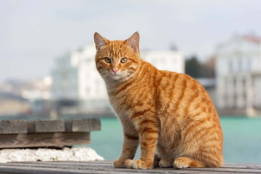 Red Cat 桌布 壁紙 — 一隻橙色虎斑貓警覺地坐在木碼頭上，背景是模糊的建築物和藍綠色水面。