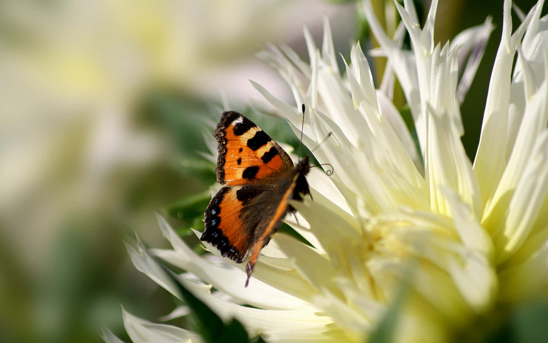 Butterfly Species 桌布 壁紙 — 一隻橙黑白色翅膀的龜甲蝶，在柔和自然光中，輕巧地停在一朵帶刺的白花上。