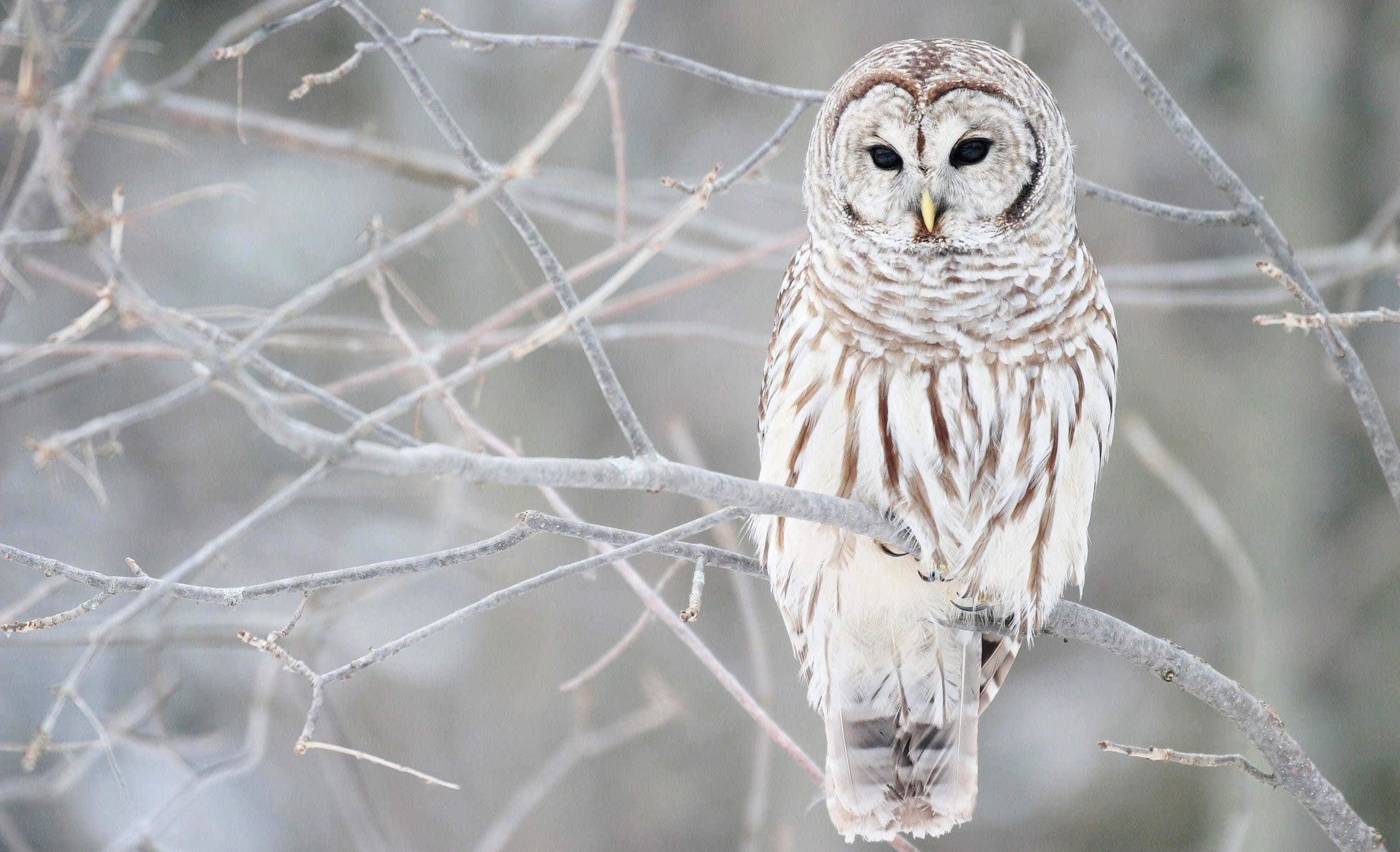 Snowy Owl 桌布 壁紙 — 一隻橫斑林鴞平靜地棲息在結霜的樹枝上，身處白雪皚皚的冬季森林，銳利的目光直視前方。