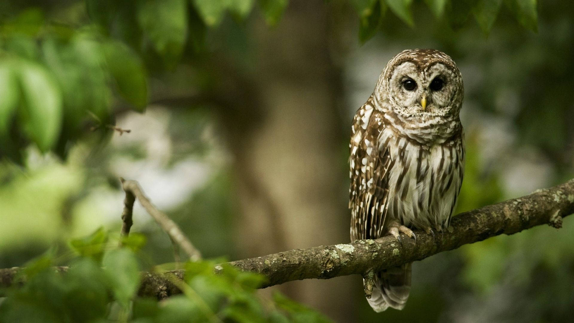 Baby Owl 桌布 壁紙 — 一隻橫斑林鴞警覺地棲息在長滿苔蘚的樹枝上，周圍是寧靜森林中茂密的綠色樹葉。
