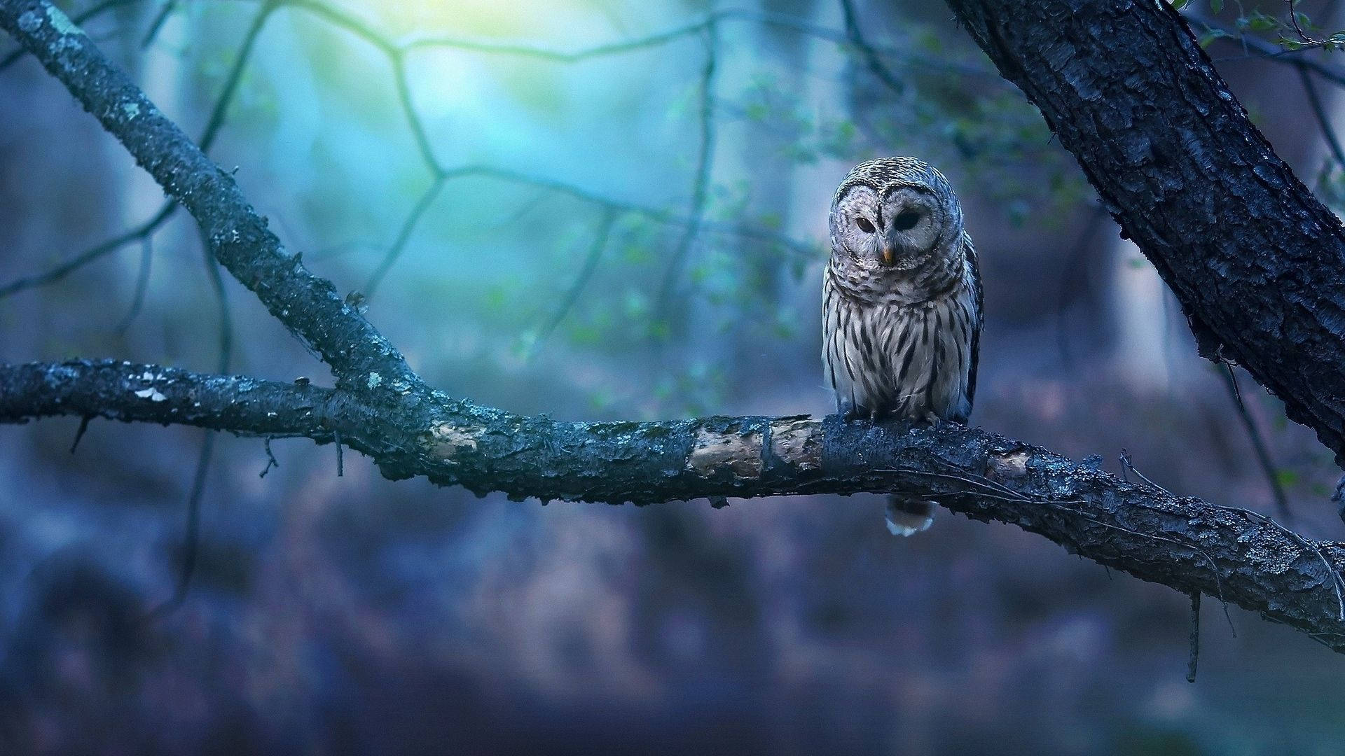 Baby Owl 桌布 壁紙 — 一隻橫斑林鴞靜靜地棲息在長滿苔蘚的樹枝上，身處被清冷藍色暮光籠罩的迷霧森林中。