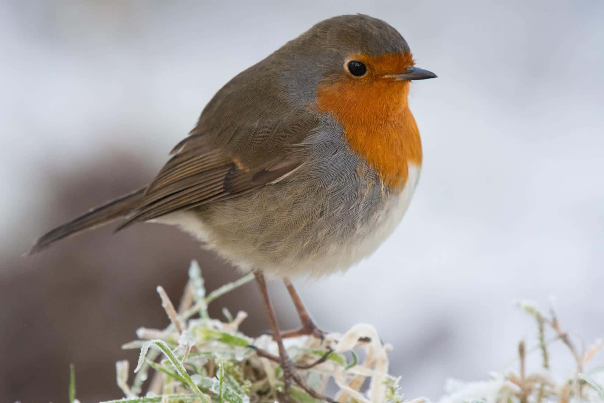 robin 桌布 壁紙 — 一隻歐洲知更鳥棲息在結霜的草地上，背景是白雪皚皚的冬日和柔和散景。