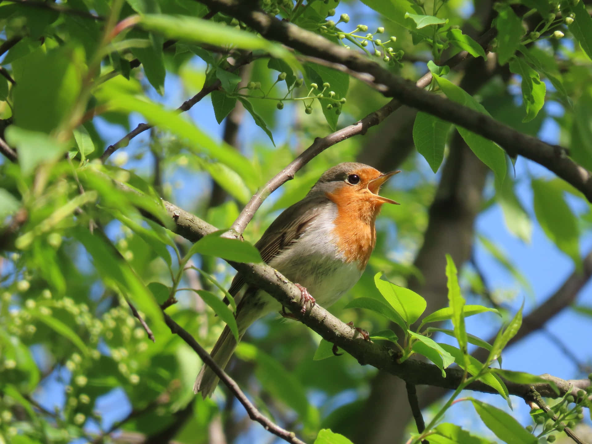 Birds Chirping 桌布 壁紙 — 一隻歐洲知更鳥棲息在陽光照耀的樹枝上，在鮮綠的樹葉和含苞待放的花朵間歌唱。