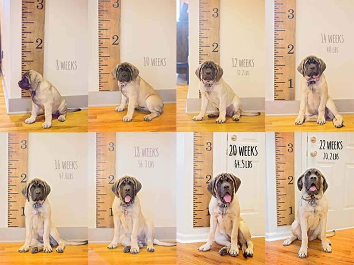 小狗 桌布 壁紙 — 一隻正在成長的獒犬幼犬每週在木製身高圖表前拍照，顯示其體型和體重的增加。
