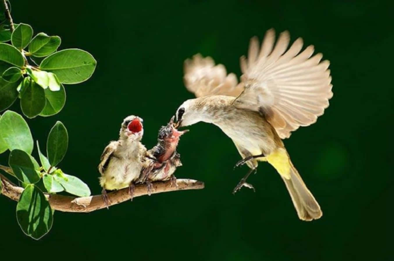 birds 桌布 壁紙 — 一隻正在飛行的母鳥，餵食兩隻棲息在長滿翠綠葉子的樹枝上的飢餓雛鳥。