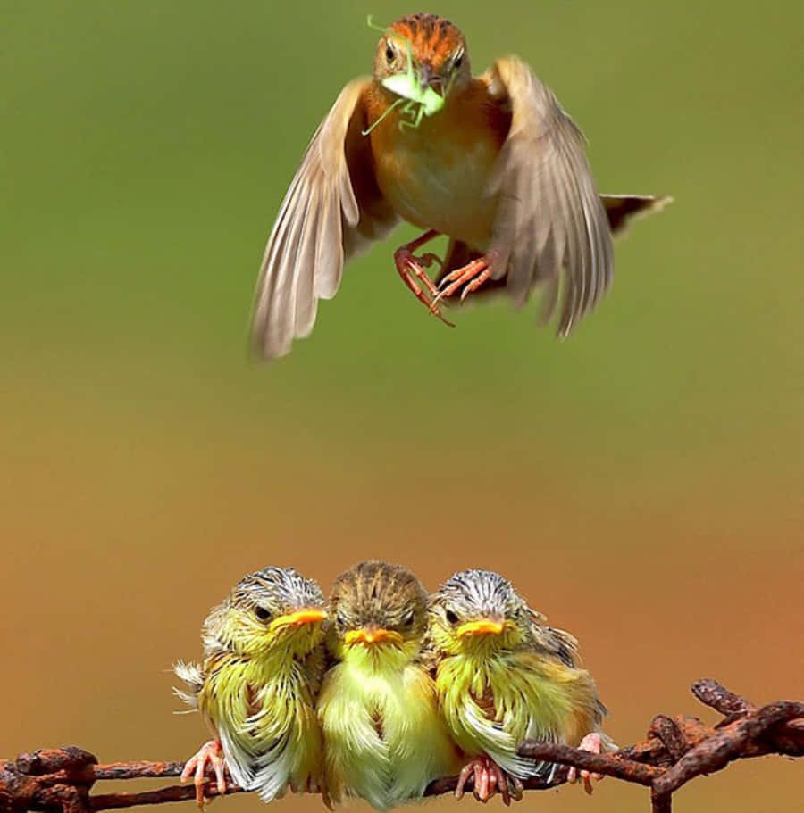 birds 桌布 壁紙 — 一隻正在飛行的母鳥將一隻綠色昆蟲送給三隻棲息在生鏽鐵絲上的毛茸茸雛鳥。