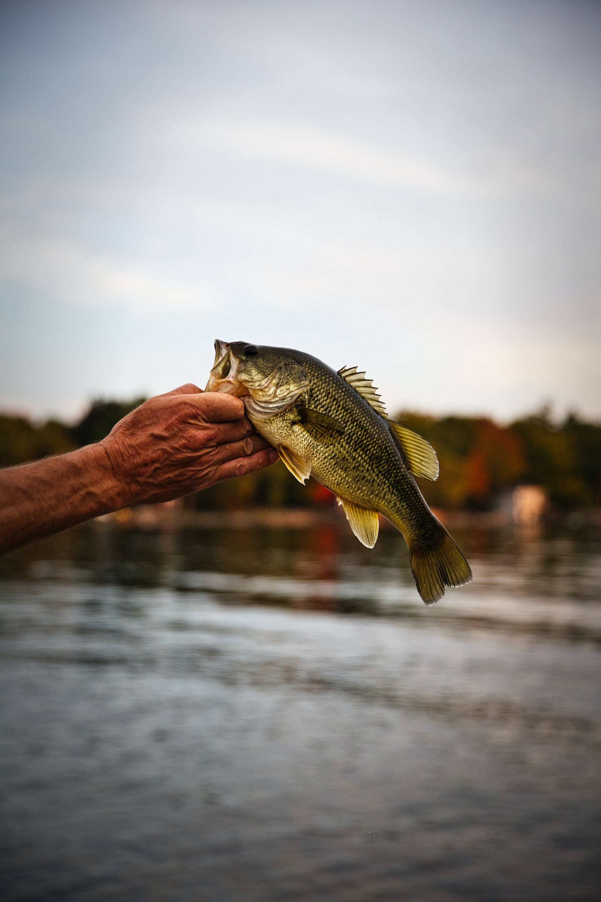 Largemouth Bass 桌布 壁紙 — 一隻歷經風霜的手在平靜的湖面上舉著一條剛捕獲的鱸魚，背景是日落和秋天的樹木。