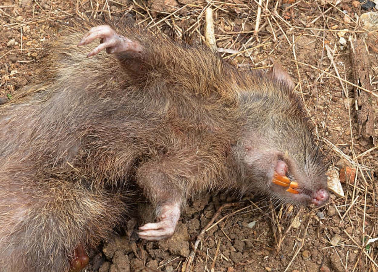 Rat 桌布 壁紙 — 一隻死去的棕色老鼠仰臥在乾燥的泥土和稻草上，嘴裡叼著一根胡蘿蔔條。