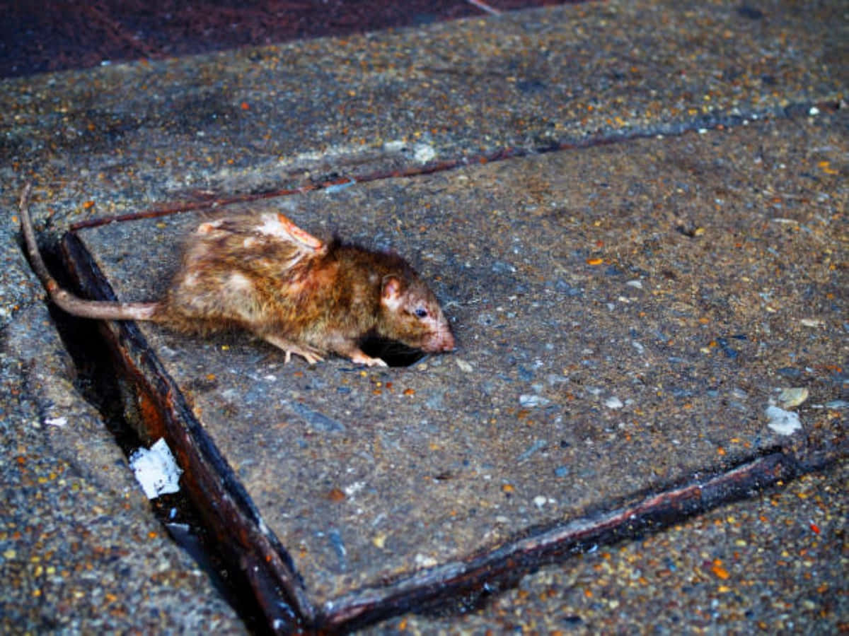 Rat 桌布 壁紙 — 一隻死去的棕色老鼠躺在骯髒的混凝土人行道上，靠近一個生鏽的金屬格柵，在昏暗的城市燈光下。