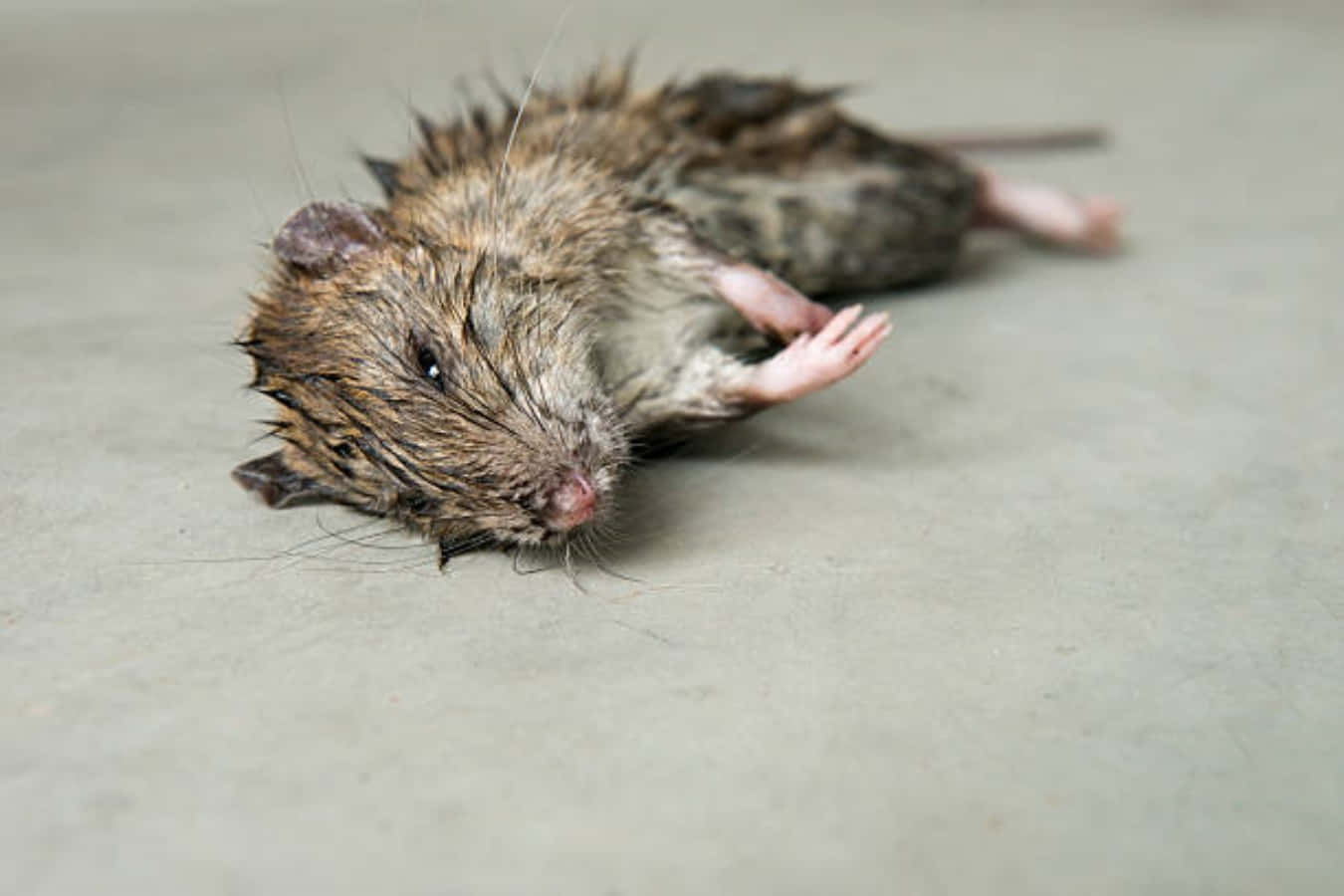Rat 桌布 壁紙 — 一隻死老鼠，毛髮濕透，仰臥在普通的灰色地板上，爪子微微抬起。