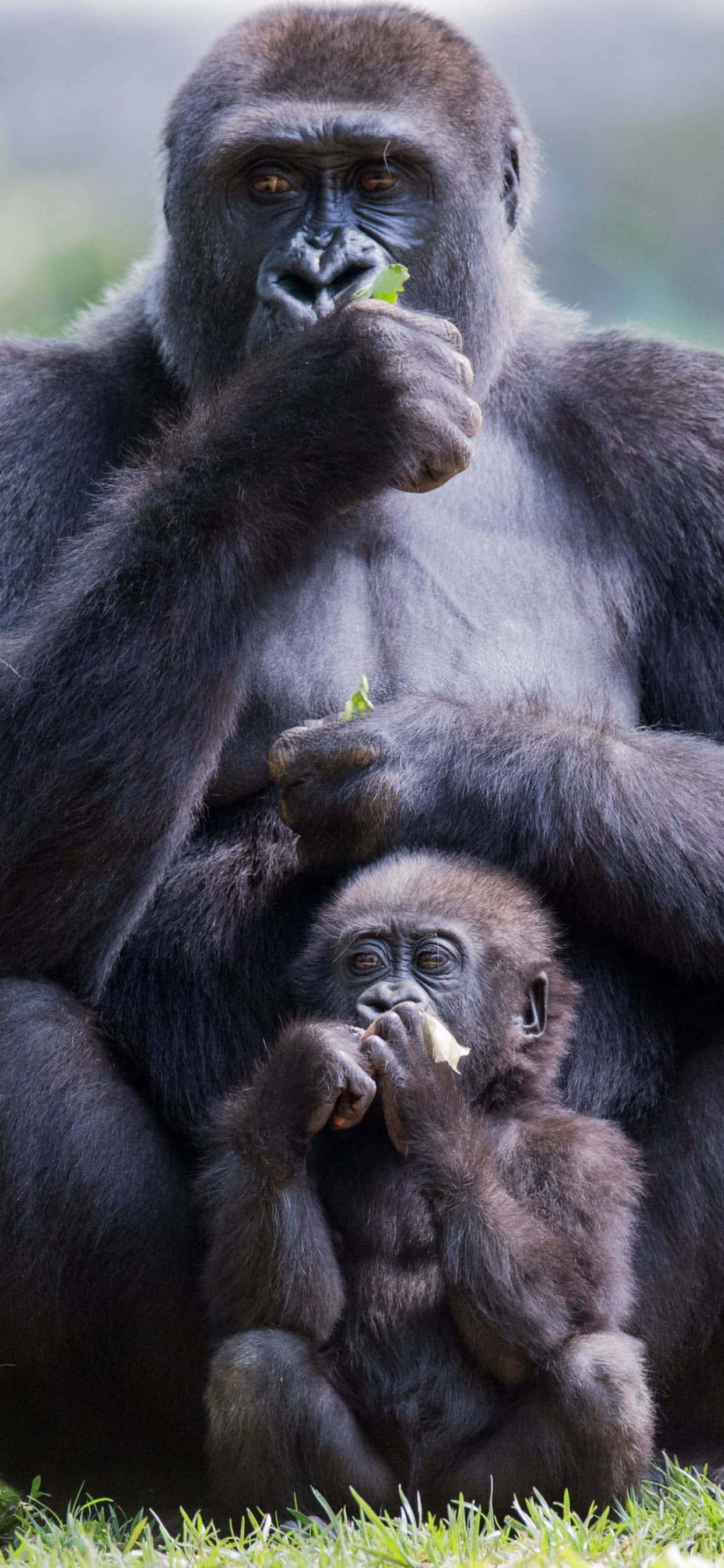 Cute Gorilla 桌布 壁紙 — 一隻母大猩猩和她的寶寶一起坐在草地上，兩者都平靜地吃著樹葉，呈現溫柔的自然時刻。