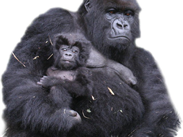 Gorilla 桌布 壁紙 — 一隻母大猩猩在純黑背景下溫柔地懷抱著她的寶寶。
