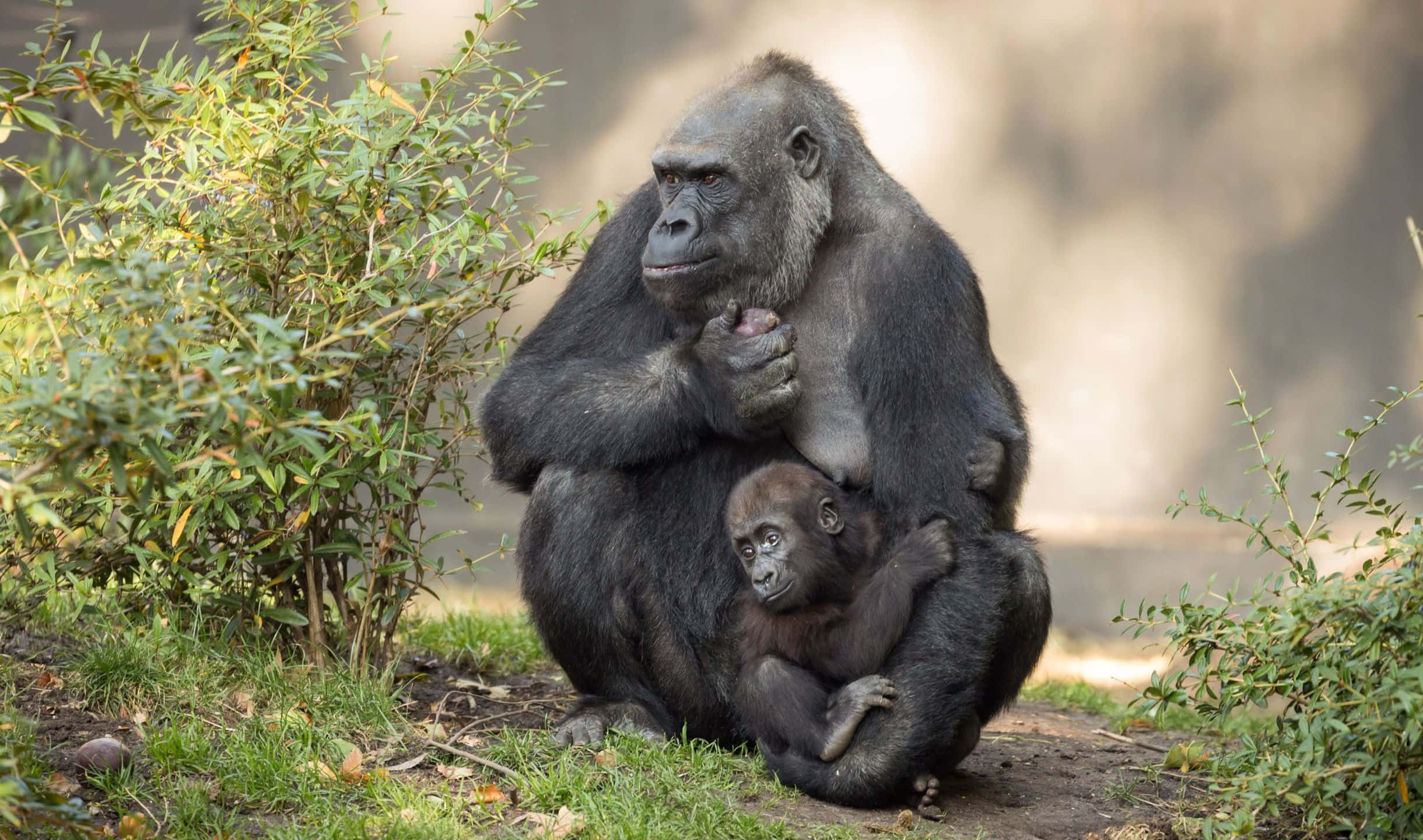 2440x1440 Gorilla 桌布 壁紙 — 一隻母大猩猩在陽光明媚的森林空地中懷抱著她的寶寶，周圍環繞著綠色灌木和草地。
