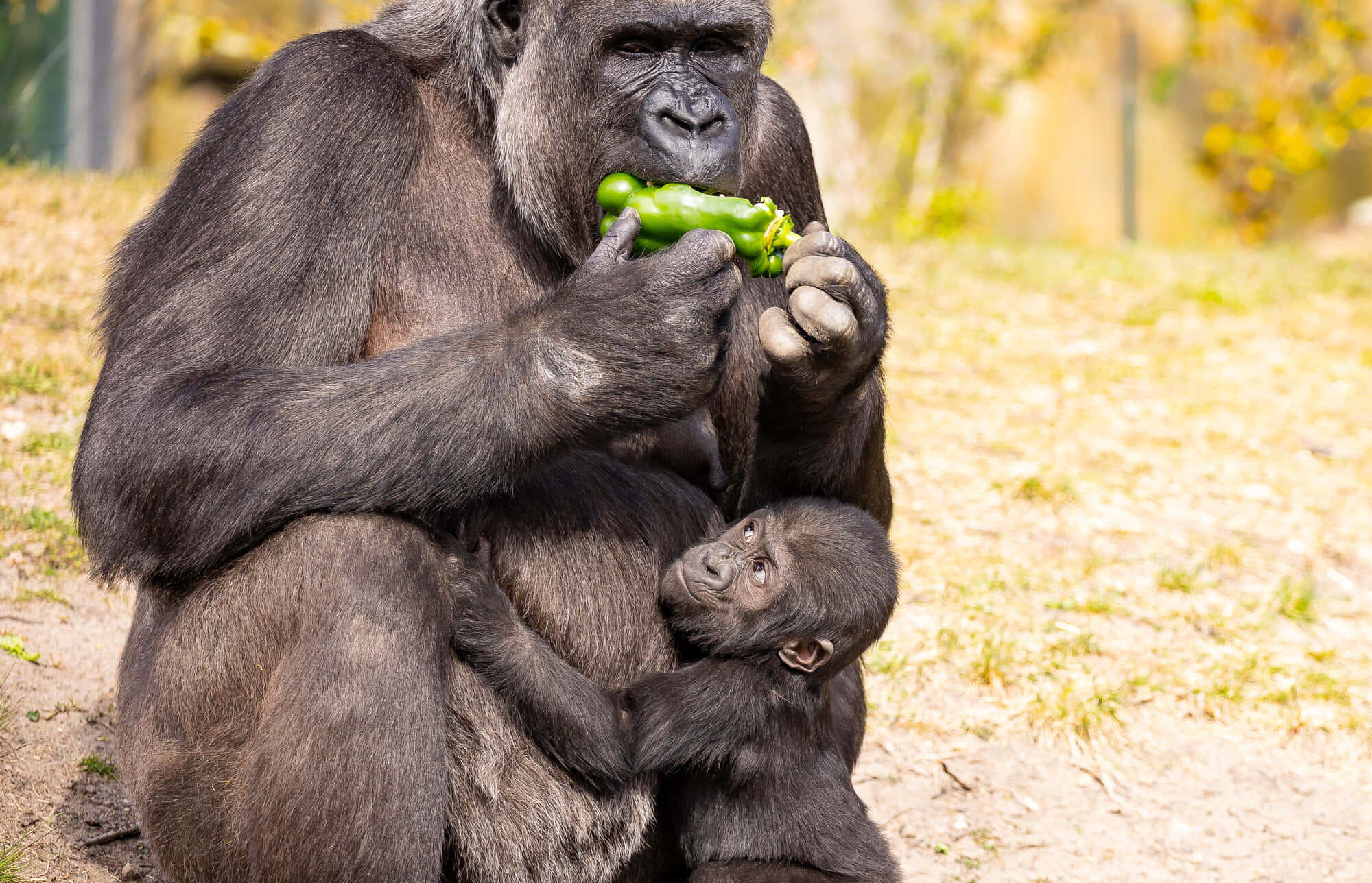 Cute Gorilla 桌布 壁紙 — 一隻母大猩猩在陽光普照的圍欄裡溫柔地抱著她的寶寶，同時吃著一個青椒。