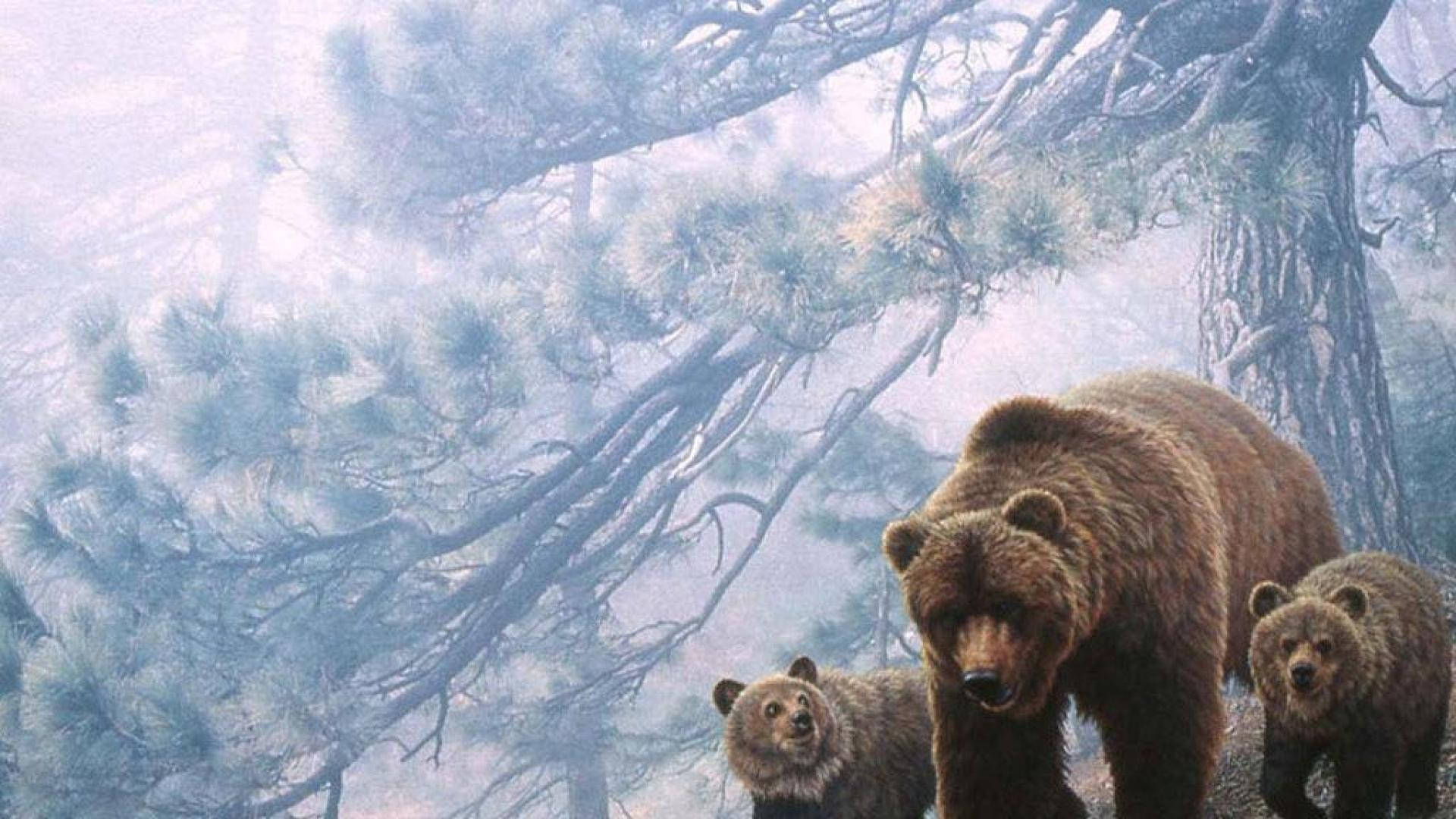 Kodiak 桌布 壁紙 — 一隻母熊和兩隻小熊穿過霧氣瀰漫的松樹林，樹木扭曲，色調柔和藍灰。