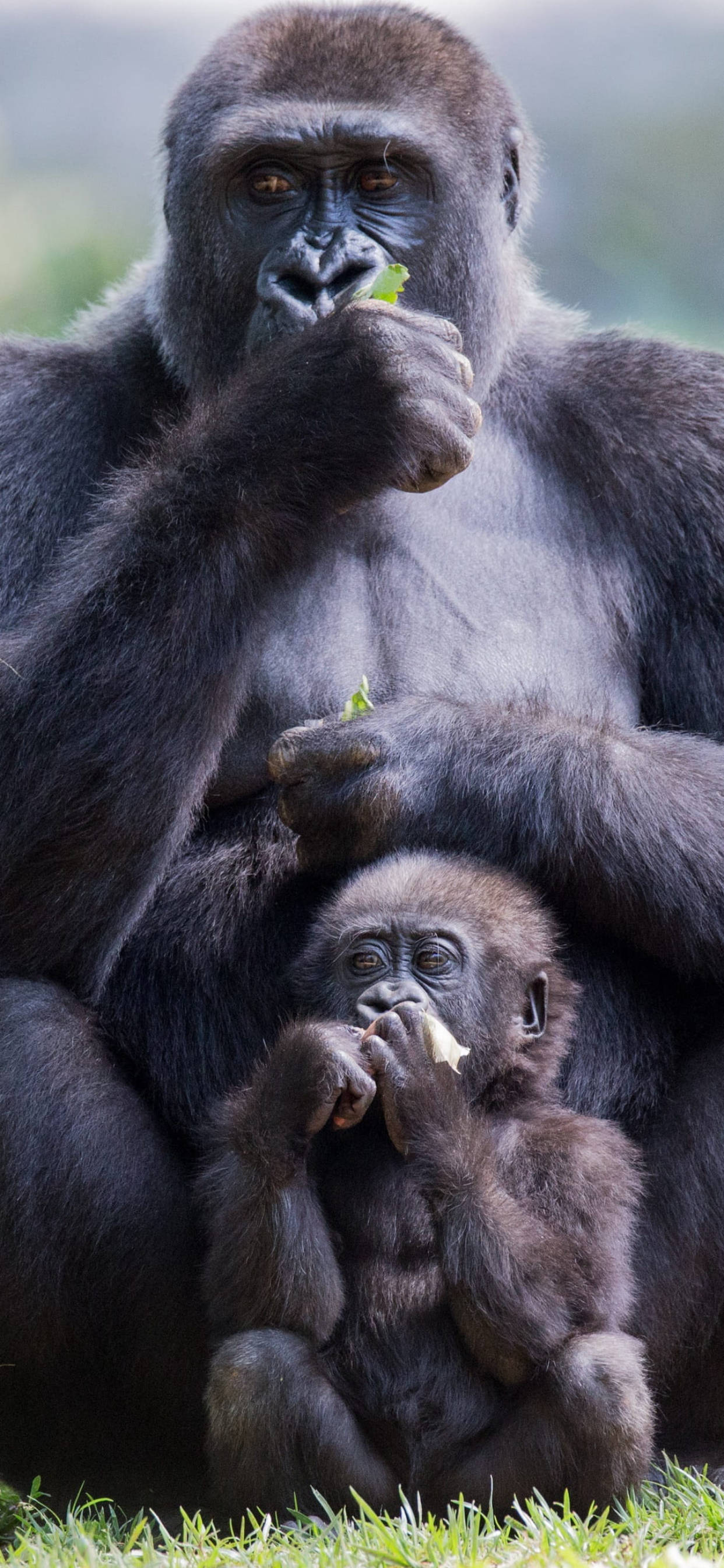 Gorilla 桌布 壁紙 — 一隻母猩猩和她的寶寶緊密地坐在草地上，兩者都專注地平靜吃著樹葉。