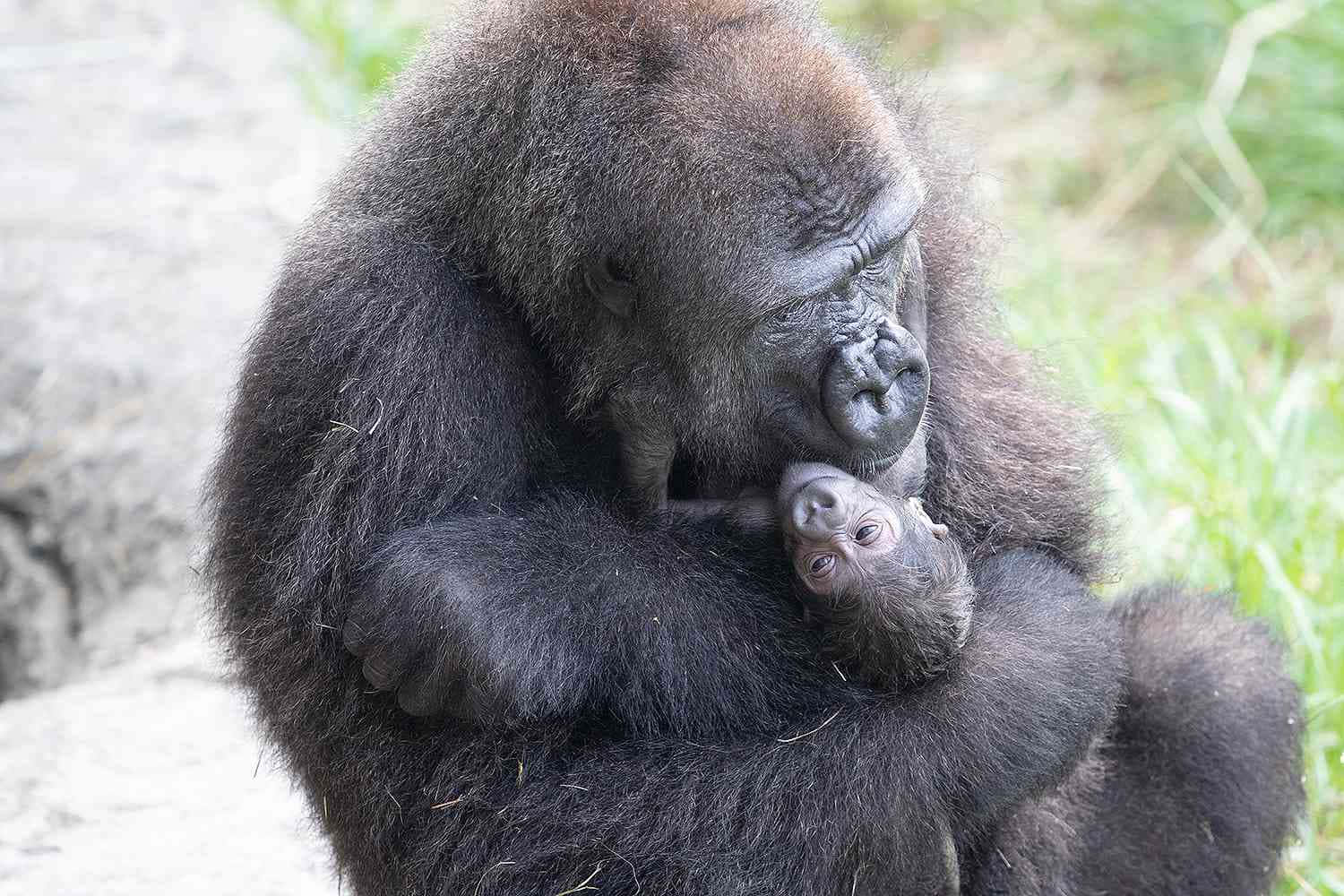 Gorilla 桌布 壁紙 — 一隻母猩猩在綠草和岩石間溫柔地懷抱她的寶寶。