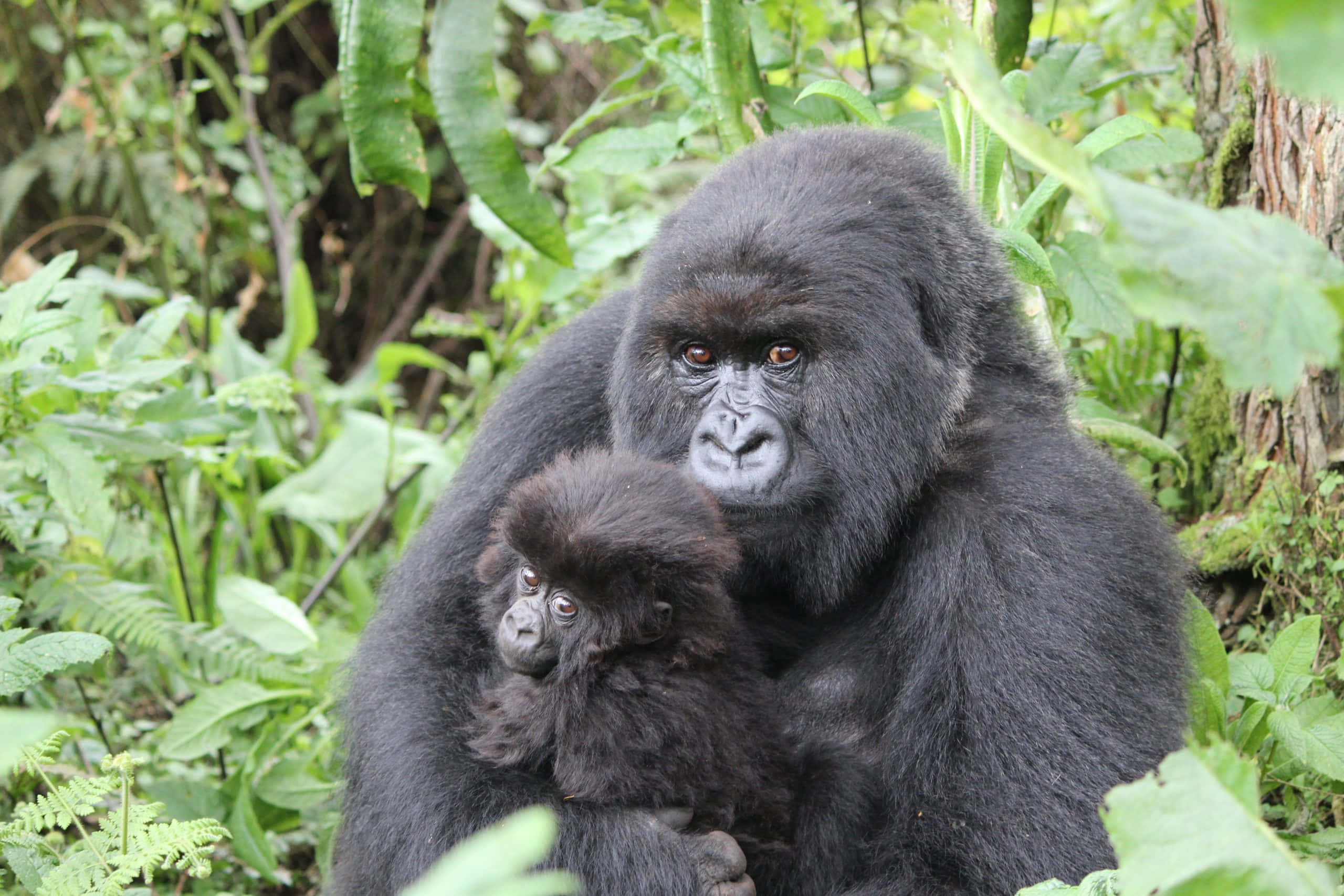 Gorilla 桌布 壁紙 — 一隻母猩猩在茂密的綠色叢林樹葉和長滿苔蘚的樹木中懷抱著她的寶寶。
