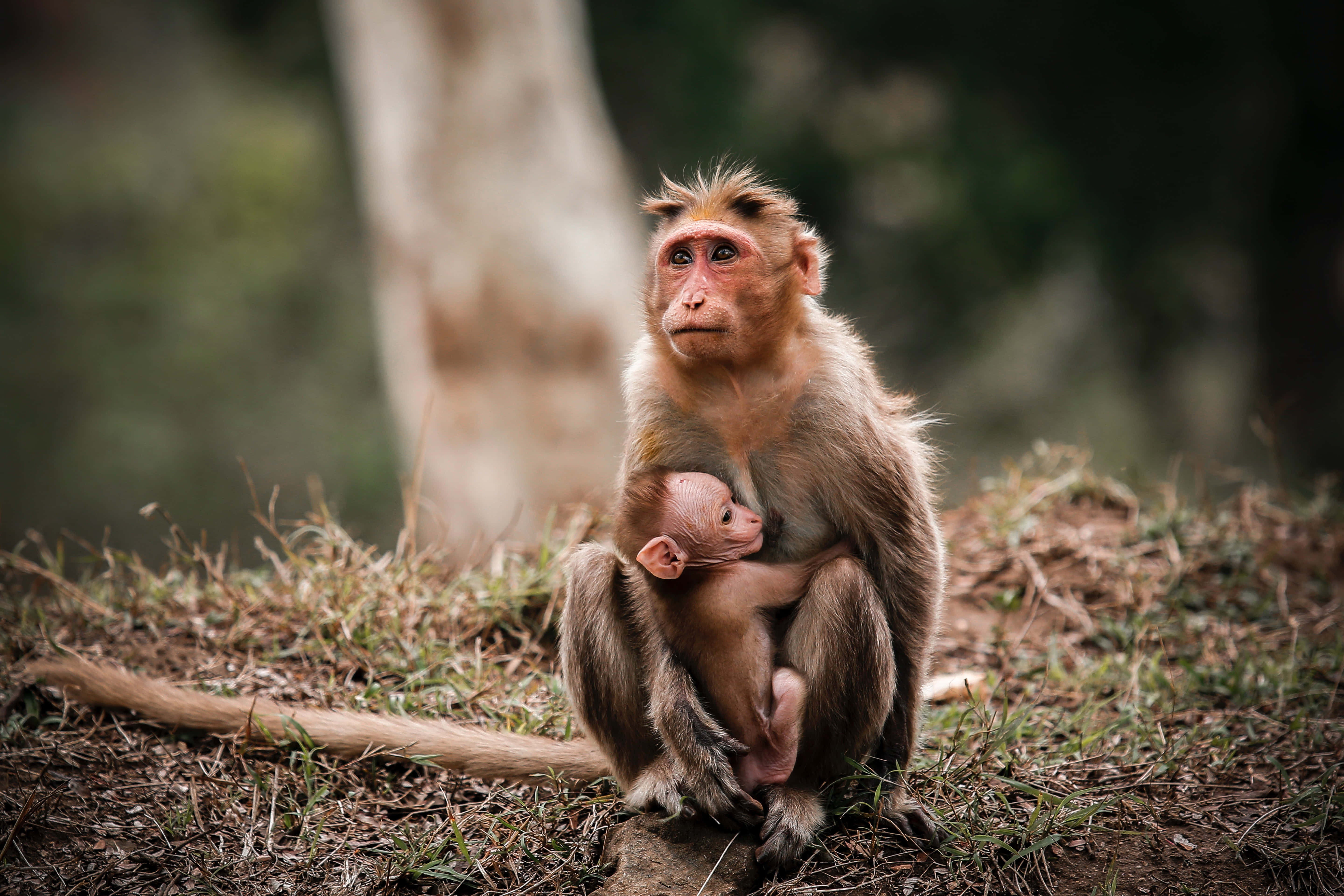 猴子 桌布 壁紙 — 一隻母猴在柔焦的森林環境中，以大地色調和柔和光線懷抱著新生嬰兒。