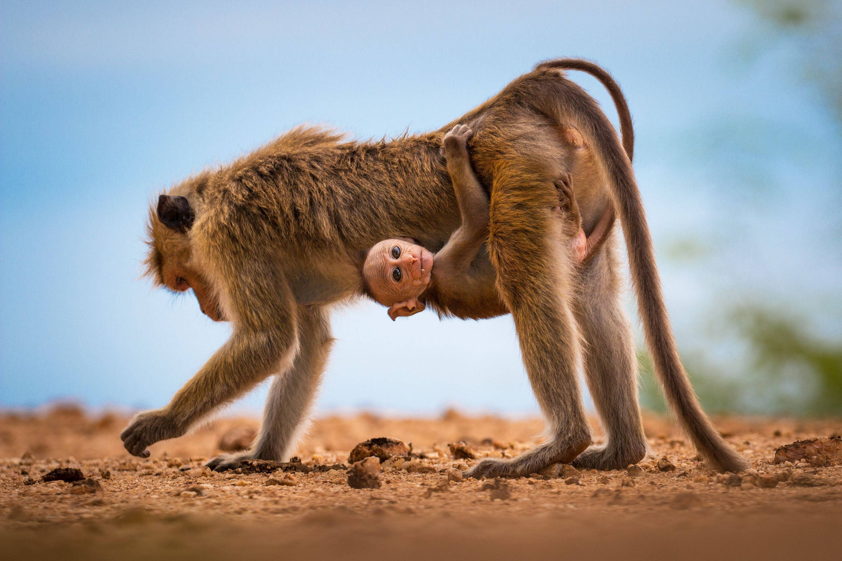 Baby Monkey 桌布 壁紙 — 一隻母猴背著緊緊抓住她背部的小猴子，在晴朗的藍天下走過陽光照耀的泥土地。