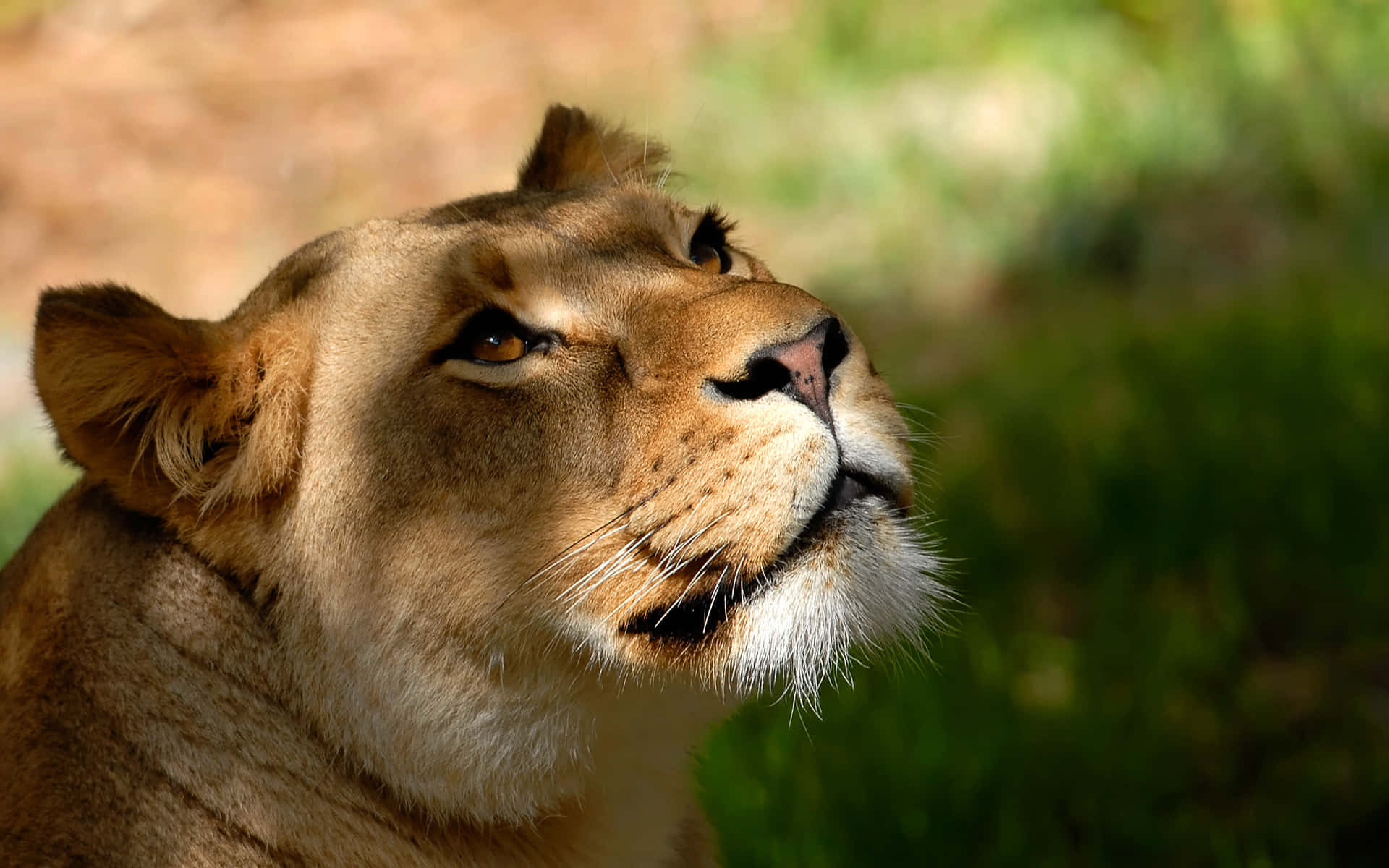 Lion Head 桌布 壁紙 — 一隻母獅在陽光普照的草地上，以強烈的琥珀色眼睛向上凝視的特寫。