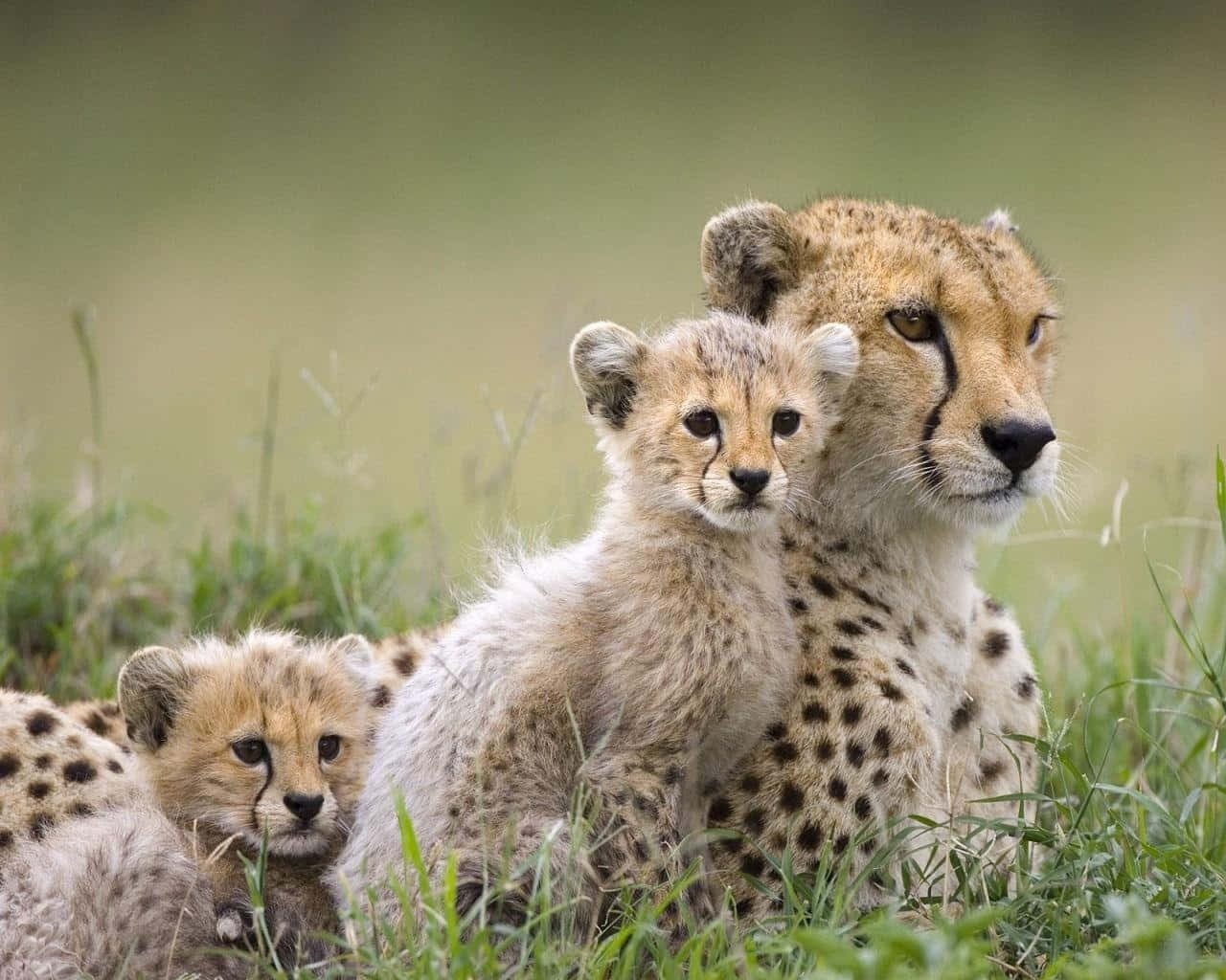 Cheetah 桌布 壁紙 — 一隻母獵豹和她的兩隻幼豹在柔和的自然光下，於高高的綠草中警覺地休息。