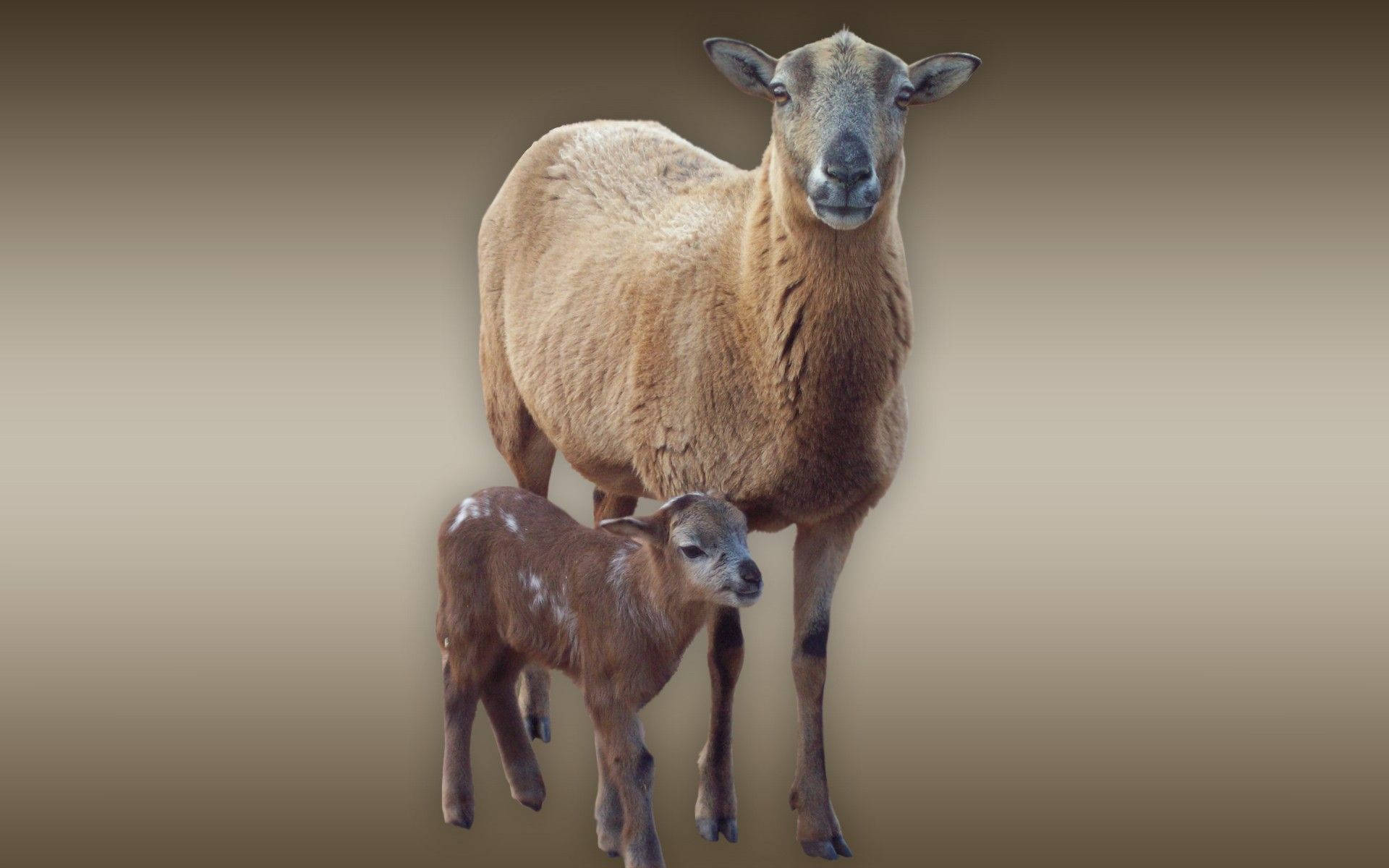 farm animals 桌布 壁紙 — 一隻母羊和她的羊羔緊密地站在一起，背景是柔和的漸變色，兩者都以溫柔的表情看向觀眾。