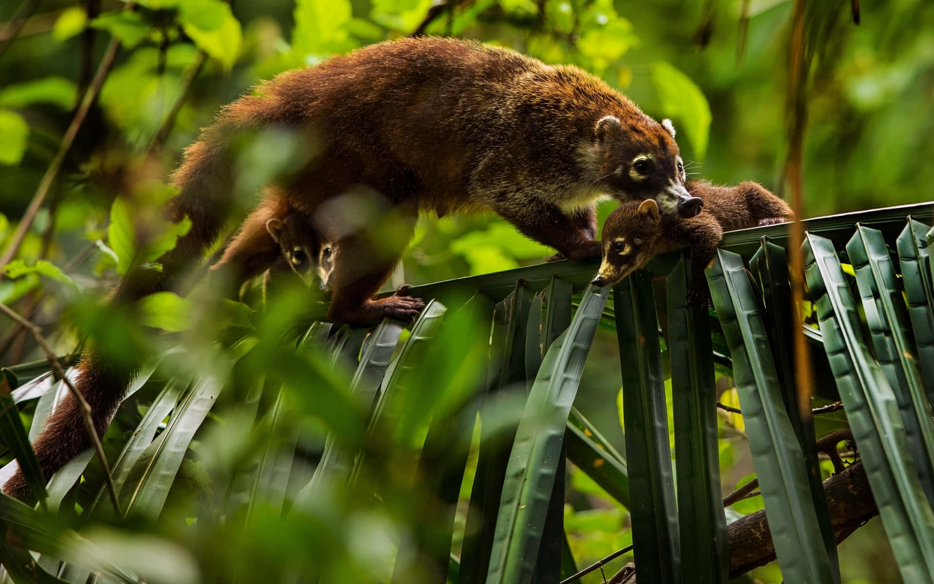 Coati 桌布 壁紙 — 一隻母長鼻浣熊和她的兩隻幼崽用好奇的眼睛在茂密的綠色叢林葉片中穿梭。