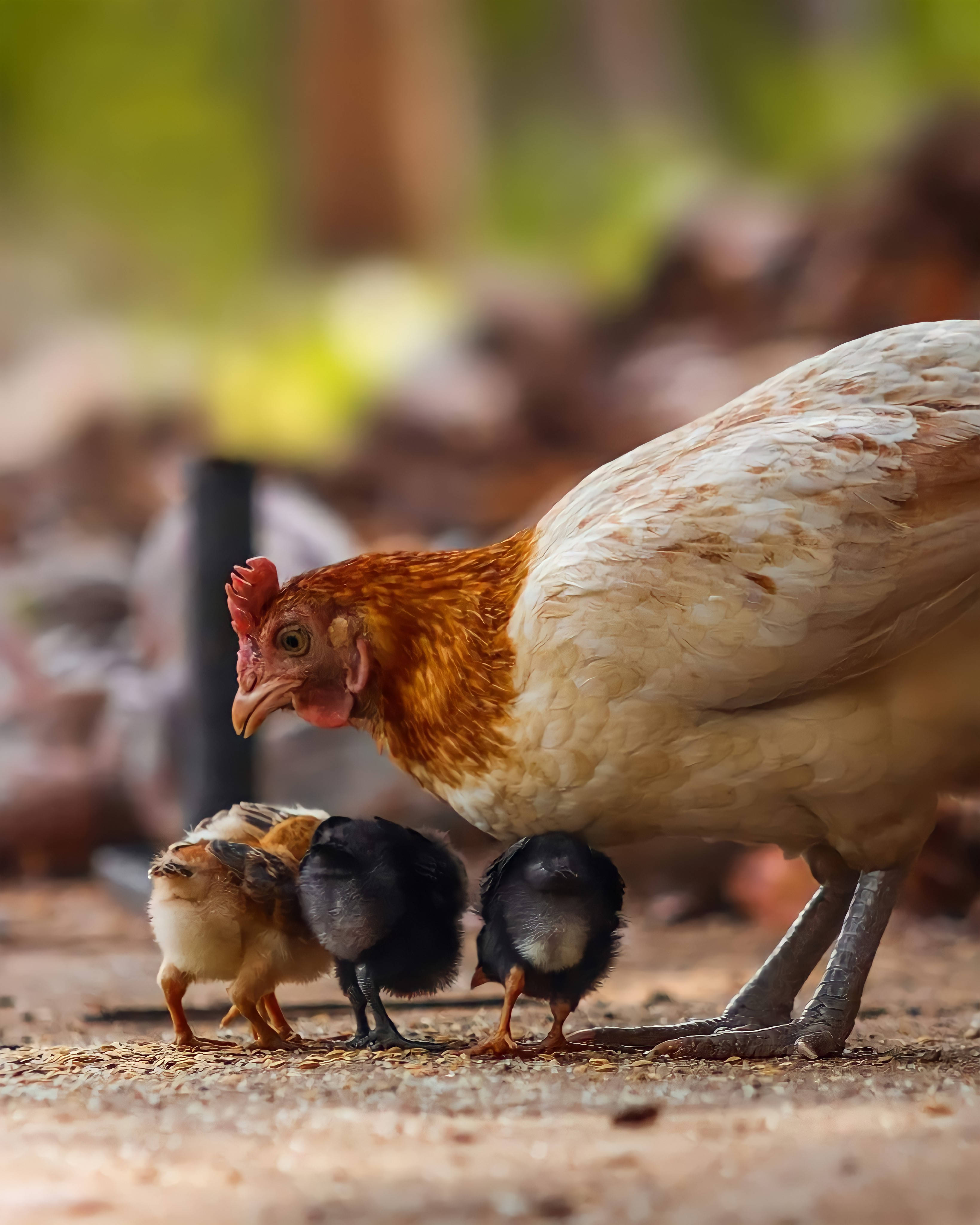 Chicken 桌布 壁紙 — 一隻母雞帶著毛茸茸的小雞在陽光明媚的戶外泥土地上覓食。