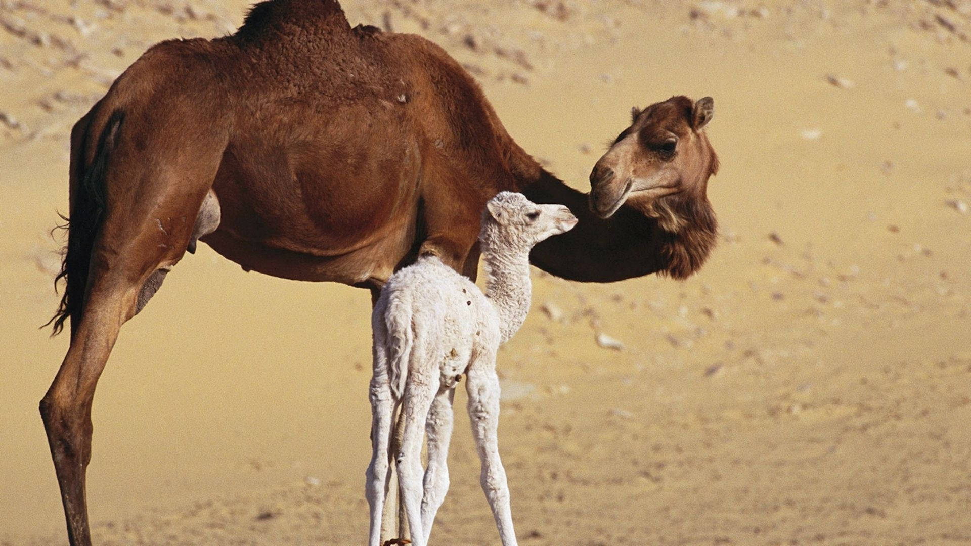 animals 桌布 壁紙 — 一隻母駱駝帶著一隻白色小駱駝站在陽光明媚的沙漠中，小駱駝正在吃奶，母駱駝在旁看著。