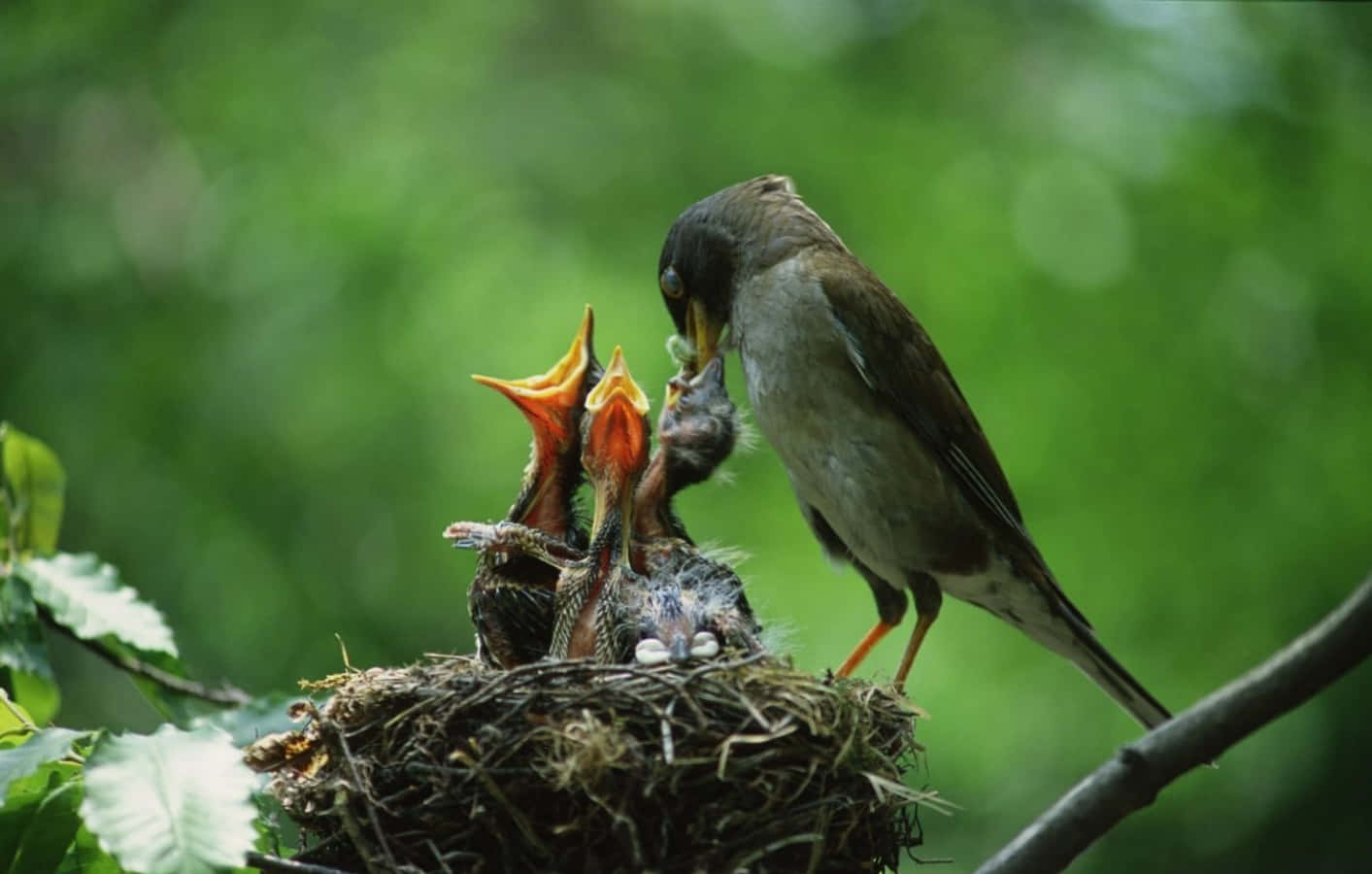birds 桌布 壁紙 — 一隻母鳥在一個布滿苔蘚的巢中，於翠綠樹葉之間，餵養牠們飢餓的雛鳥。