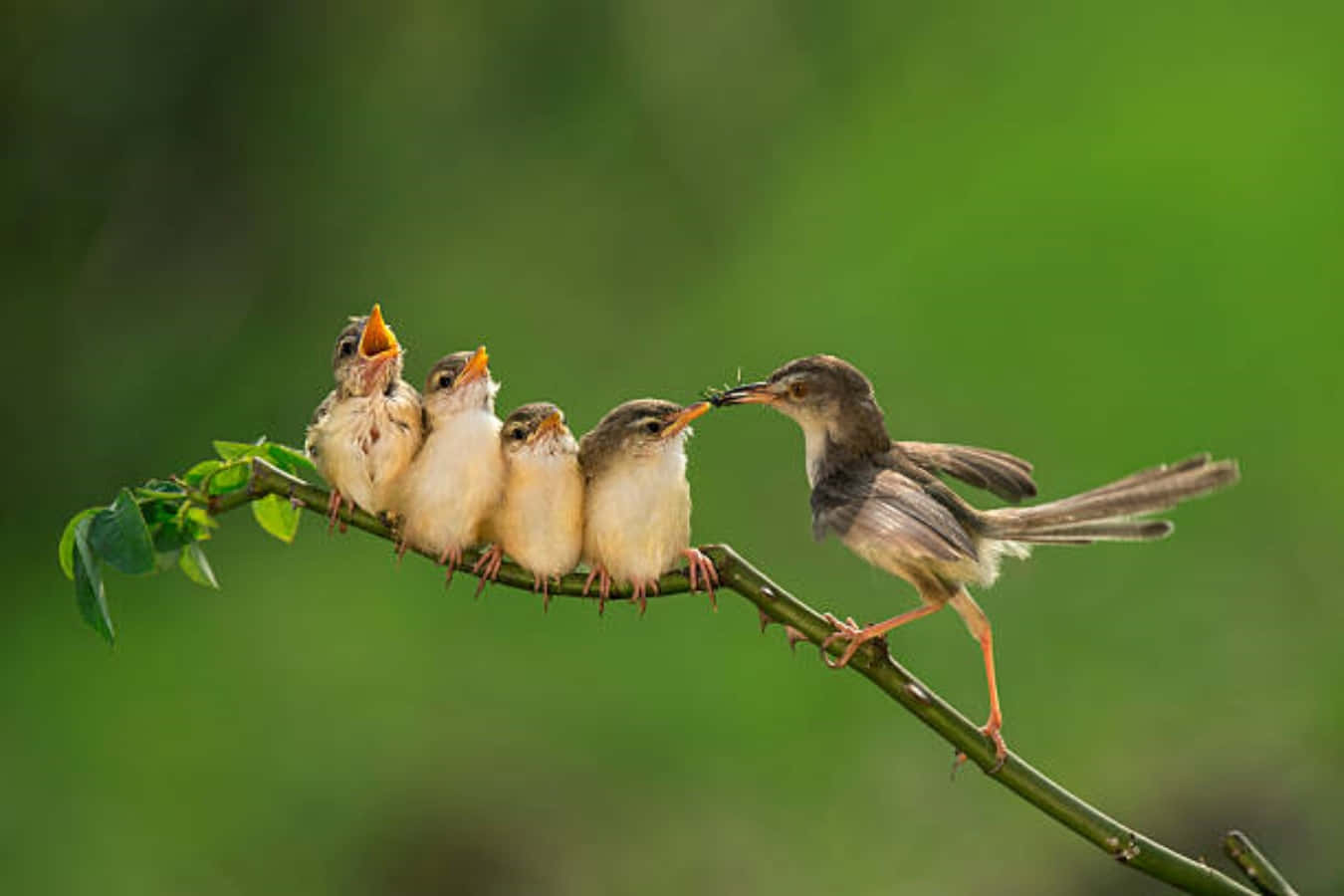 birds 桌布 壁紙 — 一隻母鳥在柔和的模糊森林背景下，餵食棲息在綠色樹枝上的四隻飢餓小鳥。