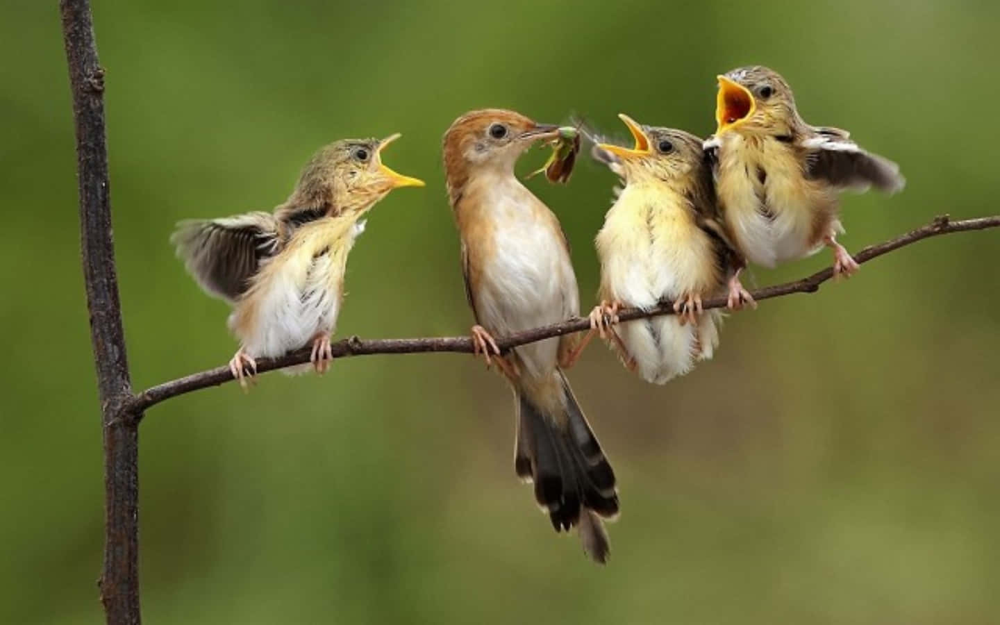 birds 桌布 壁紙 — 一隻母鳥在柔和的綠色背景下，餵食棲息在樹枝上的三隻飢餓雛鳥。