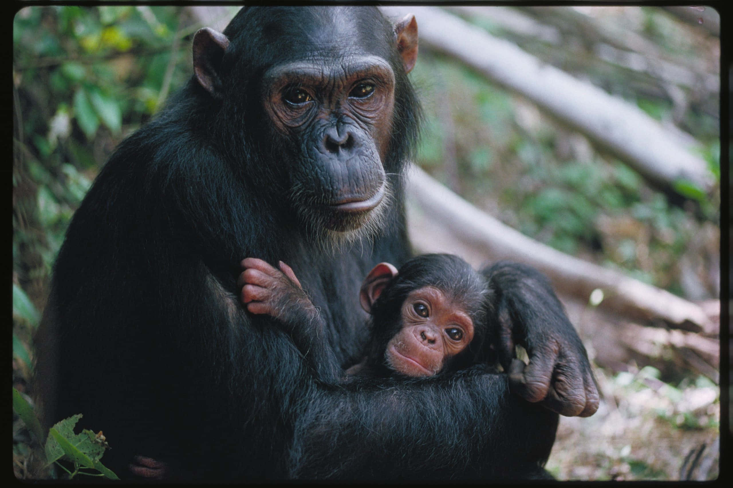 Chimpanzee 桌布 壁紙 — 一隻母黑猩猩在茂密的綠色森林中懷抱著幼崽，柔和自然光穿過樹木灑落。