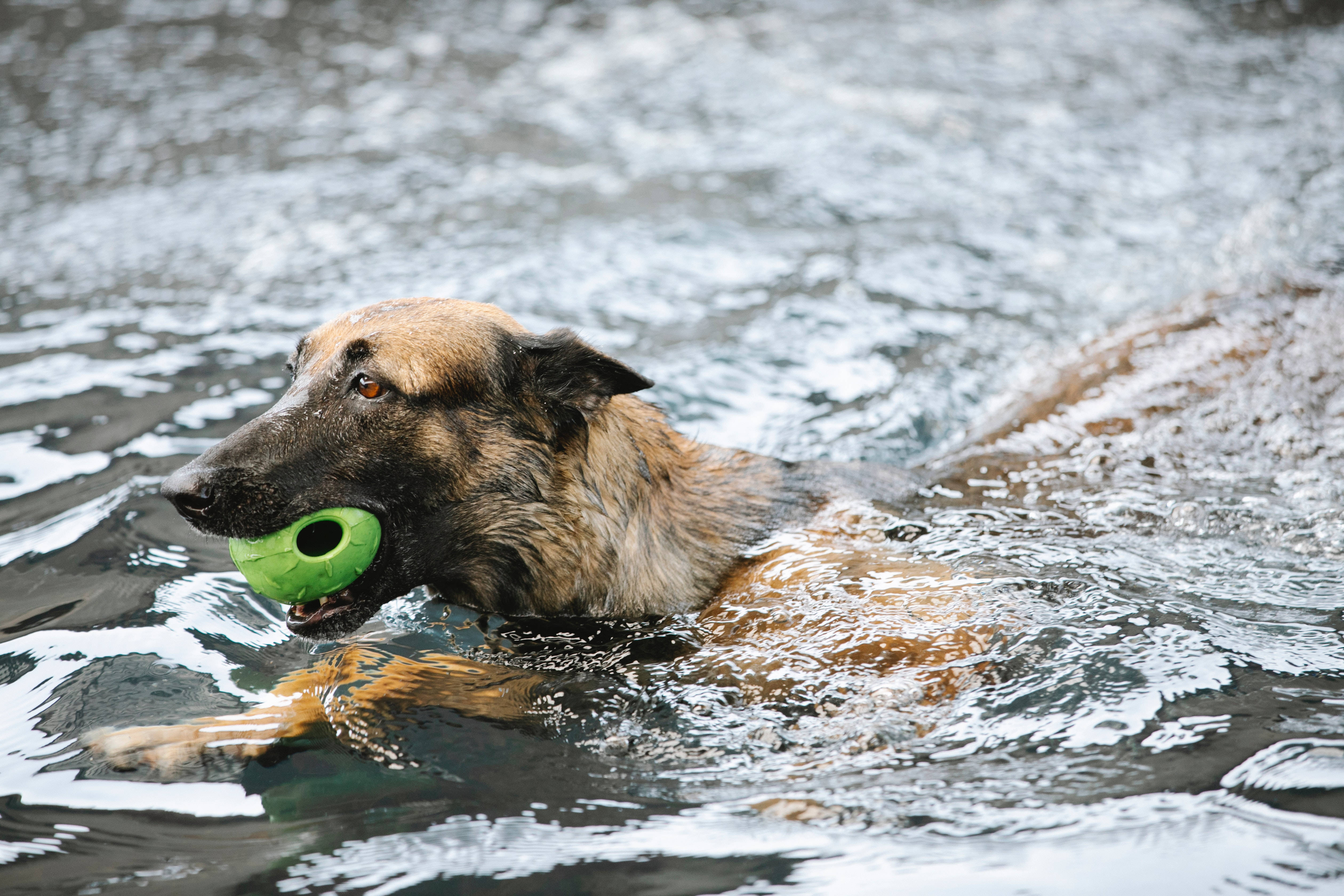 German Shepherd 桌布 壁紙 — 一隻比利時瑪蓮萊犬在漣漪的水中充滿活力地游泳，口中咬著一個亮綠色的球。