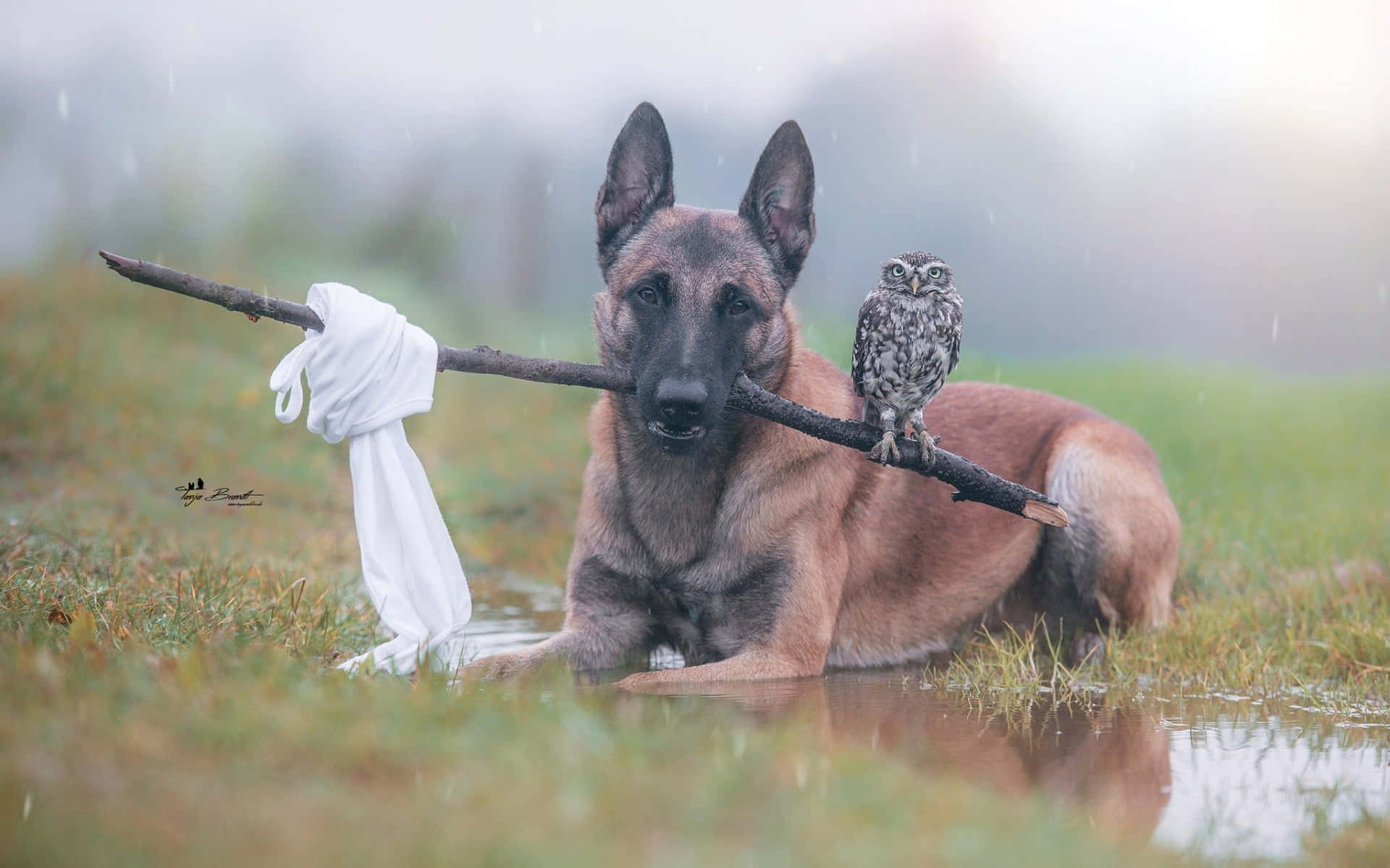 German Shepherd 桌布 壁紙 — 一隻比利時瑪蓮萊犬平靜地坐在淺水中，叼著一根棍子，棍子上有白布和一隻貓頭鷹棲息在上面，時值霧雨。