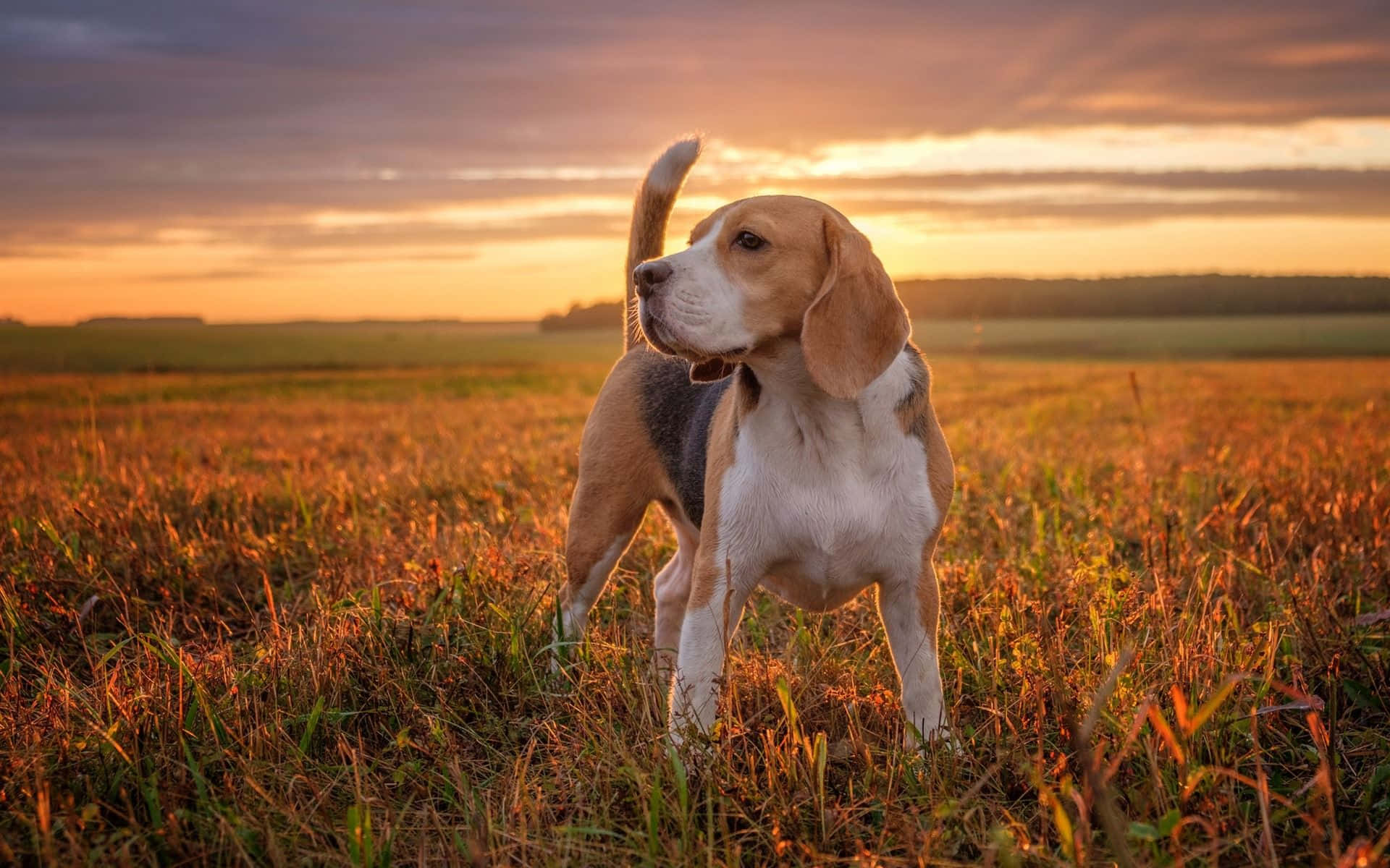 Beagle Dogs 桌布 壁紙 — 一隻比格犬在日落時分的金色田野中警覺地站立，溫暖的光線在草地上投下長長的影子。