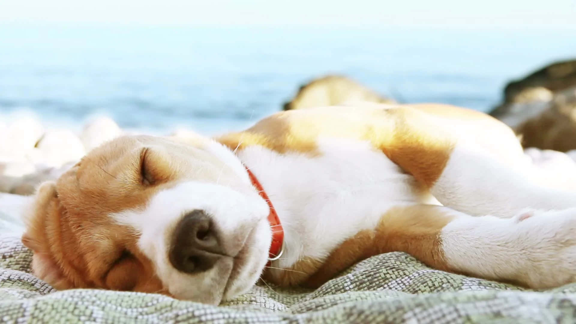 狗 桌布 壁紙 — 一隻比格犬在有圖案的毯子上安詳地睡覺，背景是海洋和岩石。