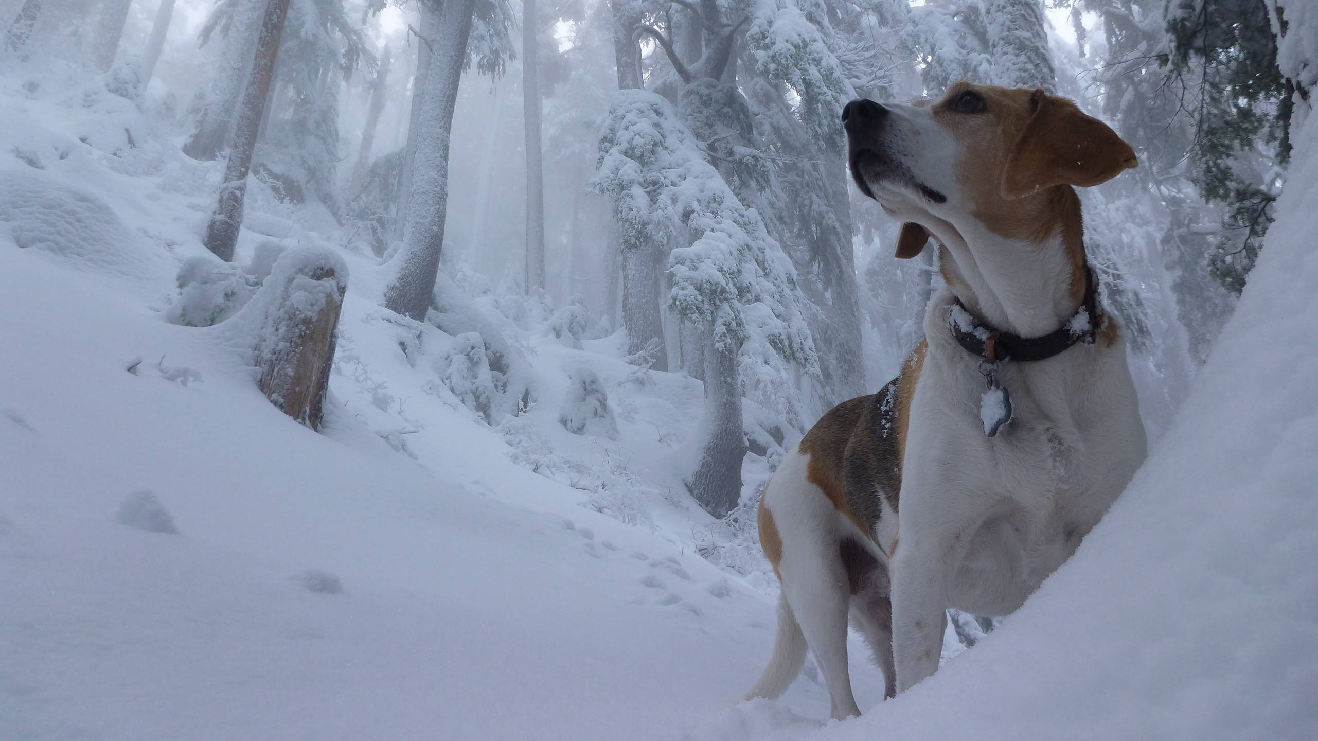 米格魯 桌布 壁紙 — 一隻比格犬在積雪深厚的霧濛濛冬日森林中警覺地站立，周圍是白雪覆蓋的樹木。