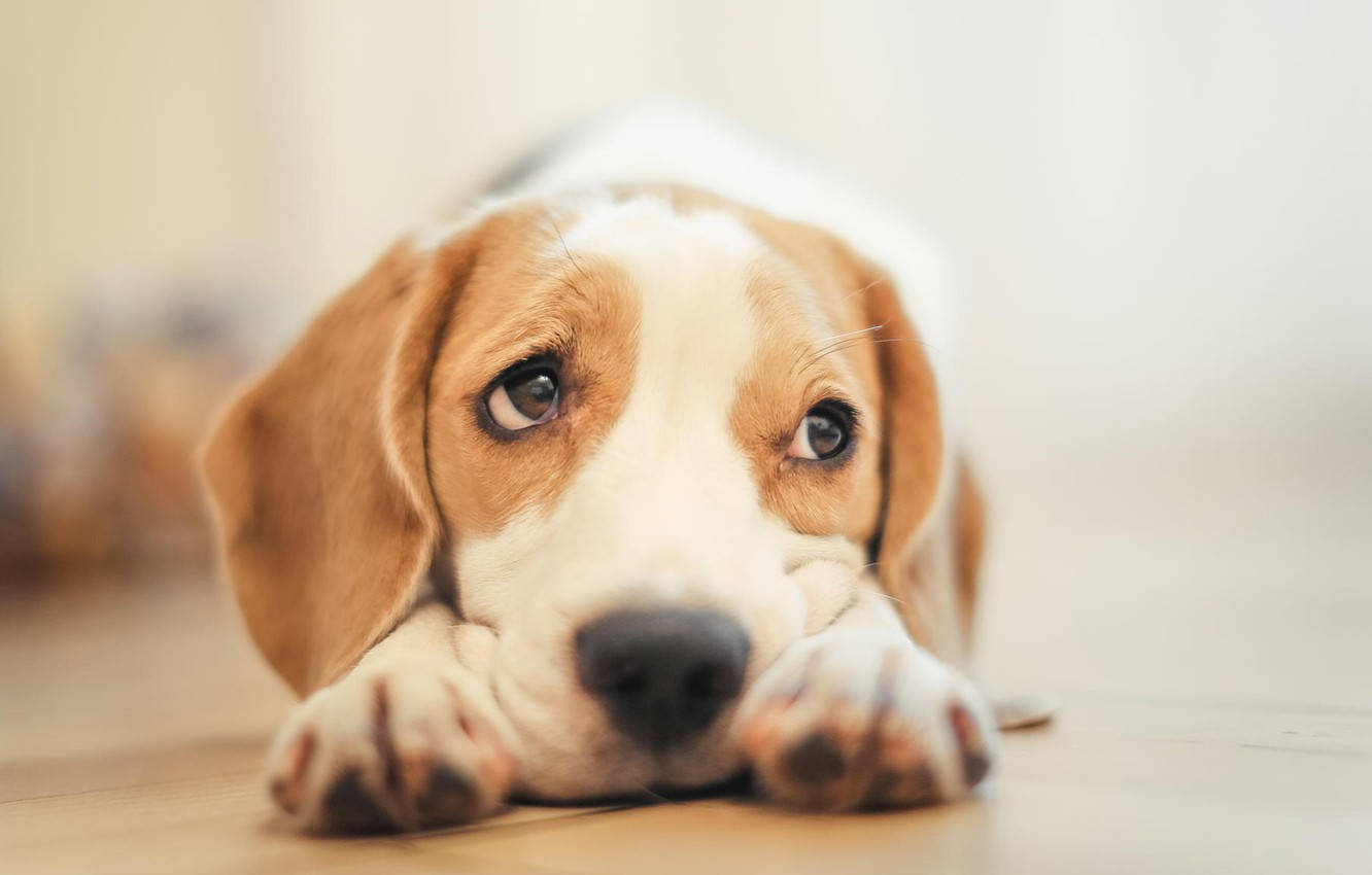 Eyes 桌布 壁紙 — 一隻比格犬幼犬在木地板上，頭枕在爪子上，周圍有柔和溫暖的燈光和模糊的背景。