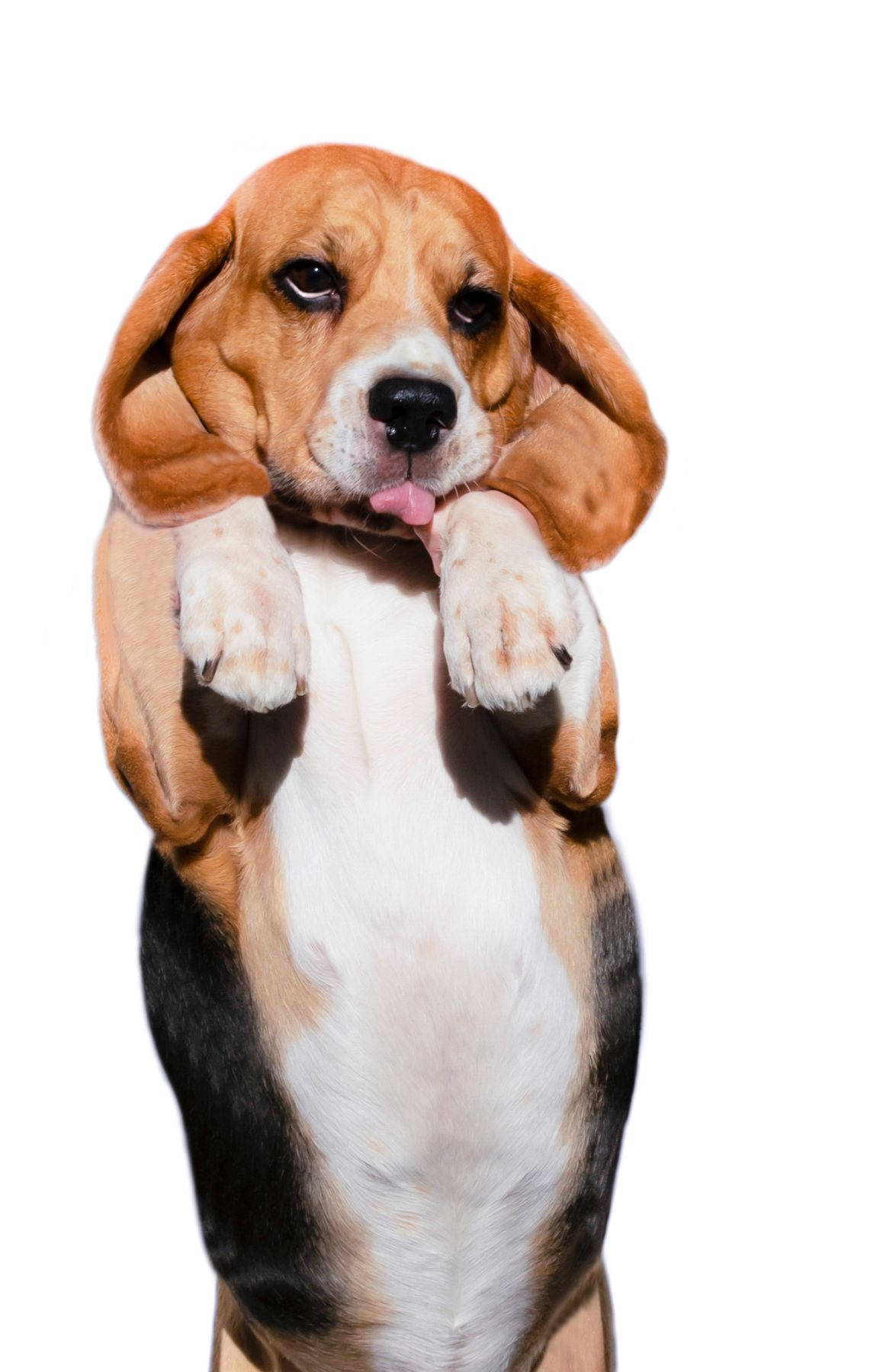 小狗 桌布 壁紙 — 一隻比格犬幼犬在白色背景前用後腿站立，舉起爪子並伸出舌頭，姿勢俏皮。