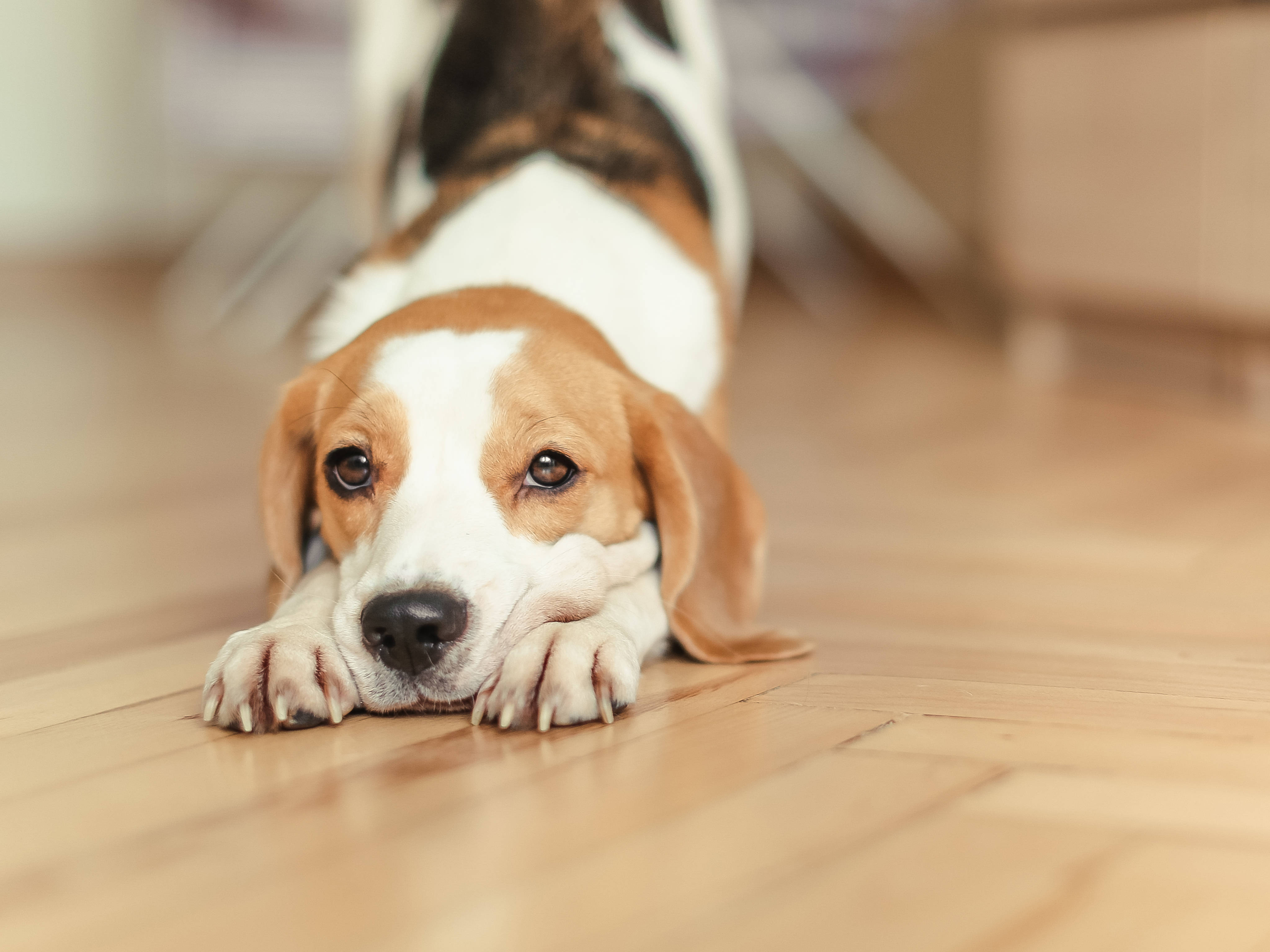米格魯 桌布 壁紙 — 一隻比格犬幼犬將頭放在爪子上，躺在溫暖的木地板上，背景柔和模糊。