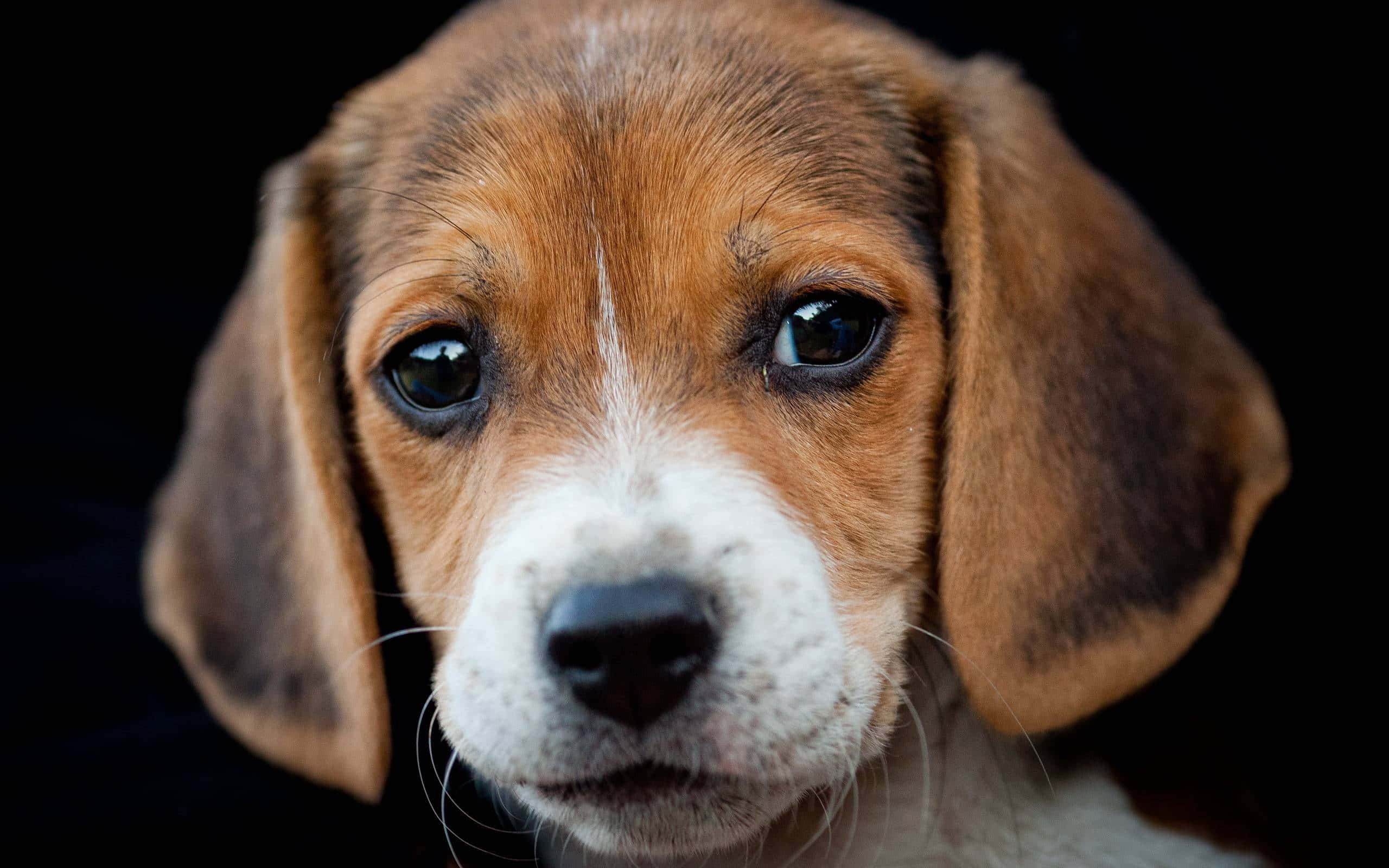 Beagle Dogs 桌布 壁紙 — 一隻比格犬幼犬的特寫，有著大大的靈魂之眼和垂耳，背景為黑色。